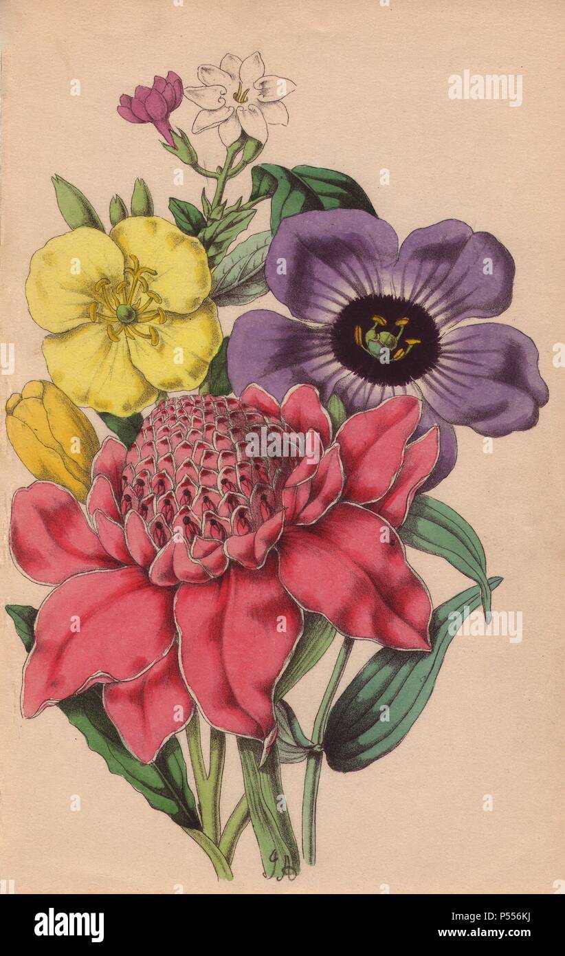 Arabian jasmine, oenothera, lisianthus e alpinia. Litografia disegnato e colorato da James Andrews da Robert Tyas' 'Fiori da terre straniere", London, 1853, Houlston Stoneman e. Poco è conosciuto circa l'artista James Andrews (18011876) a prescindere dal suo lavoro. Questo geniale artista insegnato fiore-verniciatura a giovani donne e pubblicato un trattato di Lezioni di pittura di fiori in 1835. Blunt lo chiama "un illustratore di fiore sentimentale libri', ma ammette che egli era "molto di talento." La sua firma JA può essere trovato in molti botanici libri regalo per publisher Robert Tyas dal sentimento di Flowe Foto Stock