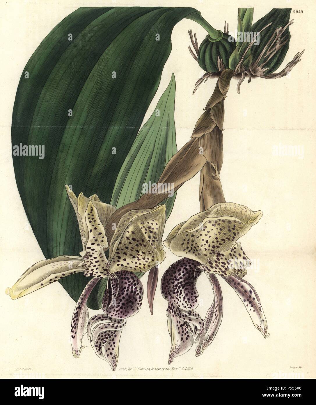 Splendida stanhopea orchidea, Stanhopea insignis. Illustrazione disegnata da William Jackson Hooker, inciso da Swan. Handcolored incisione su rame da William Curtis's "La rivista botanico", Samuel Curtis, 1829. Hooker (1785-1865) era un botanico inglese, scrittore e artista. Egli è stato Regius Professor di Botanica dell'Università di Glasgow, e editor di Curtis' 'Botanical Magazine' dal 1827 al 1865. Nel 1841, fu nominato direttore del Giardino Botanico Reale di Kew, gli succedette il figlio Giuseppe Dalton. Hooker documentato la felce e orchidee crepe come pure che ha sconvolto in Inghilterra verso la metà del XIX secolo Foto Stock