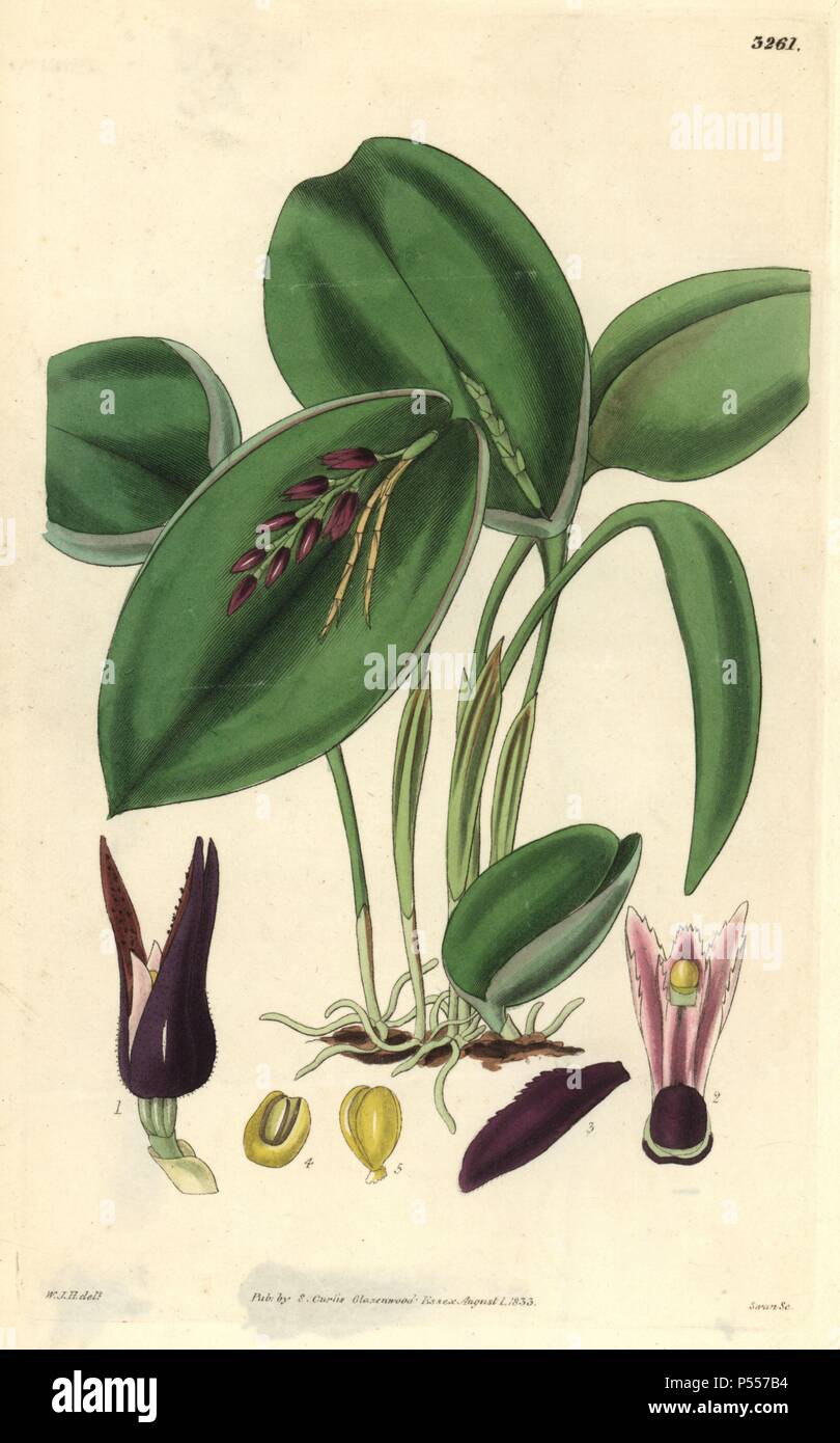Proliferous pleurothallis orchid, Pleurothallis prolifera o Acianthera prolifera. Illustrazione disegnata da William Jackson Hooker, inciso da Swan. Handcolored incisione su rame da William Curtis's "La rivista botanico", Samuel Curtis, 1833. Hooker (1785-1865) era un botanico inglese, scrittore e artista. Egli è stato Regius Professor di Botanica dell'Università di Glasgow, e editor di Curtis' 'Botanical Magazine' dal 1827 al 1865. Nel 1841, fu nominato direttore del Giardino Botanico Reale di Kew, gli succedette il figlio Giuseppe Dalton. Hooker documentato la felce e orchidee crepe come pure che sh Foto Stock