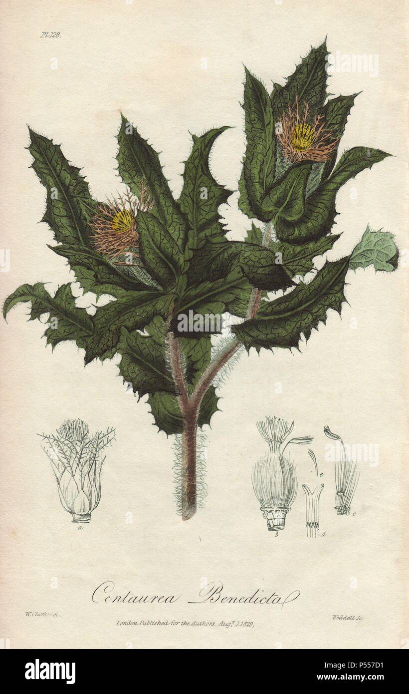 Beato thistle, Cnicus benedetta. Botanico Handcolored Illustrazione disegnata da William Clark e inciso su acciaio da Weddell da John Stephenson e James Morss Churchill's "medical Botanica: o illustrazioni e descrizioni delle piante medicinali di Londra, Edimburgo e Dublino farmacopee," John Churchill, Londra, 1831. William Clark era ex relatore per parere per il London Horticultural Society e illustrato molti libri di botanica nel 1820s e 1830s. Foto Stock