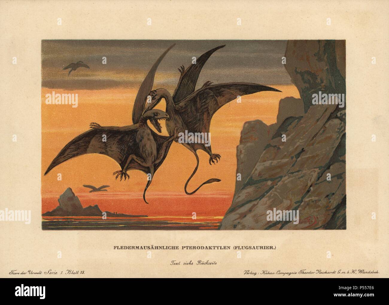 Pterodactylus, estinto genere di pterosaurs o battenti dinosauro. Due pterodactyls combattimenti in volo. Colore stampato (chromolithograph) illustrazione da F. John da 'Tiere der Urwelt' animali del mondo preistorico, 1910, Amburgo. Da una serie di epoca preistorica carte creatura pubblicato dalla Reichardt Cacao in azienda. Foto Stock