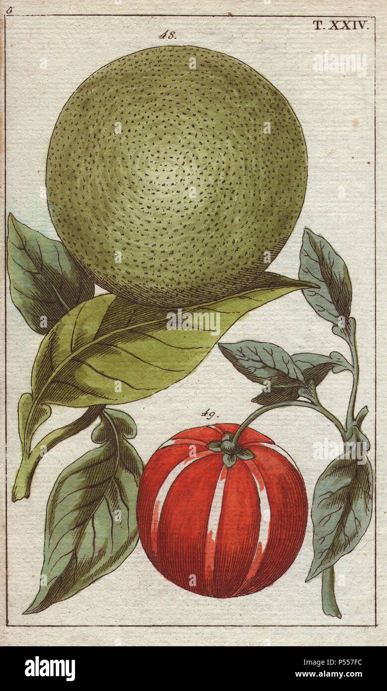 Pompelmo, Citrus aurantium decumana, Citrus aurantium striato. Handcolored incisione su rame di una illustrazione botanica da G. T. Wilhelm 'Unterhaltungen aus der Naturgeschichte' (Enciclopedia di Storia Naturale), Vienna, 1816. Gottlieb Tobias Wilhelm (1758-1811) era un pastore bavarese e naturalista ad Augsburg, dove la prima edizione è stata pubblicata. Foto Stock