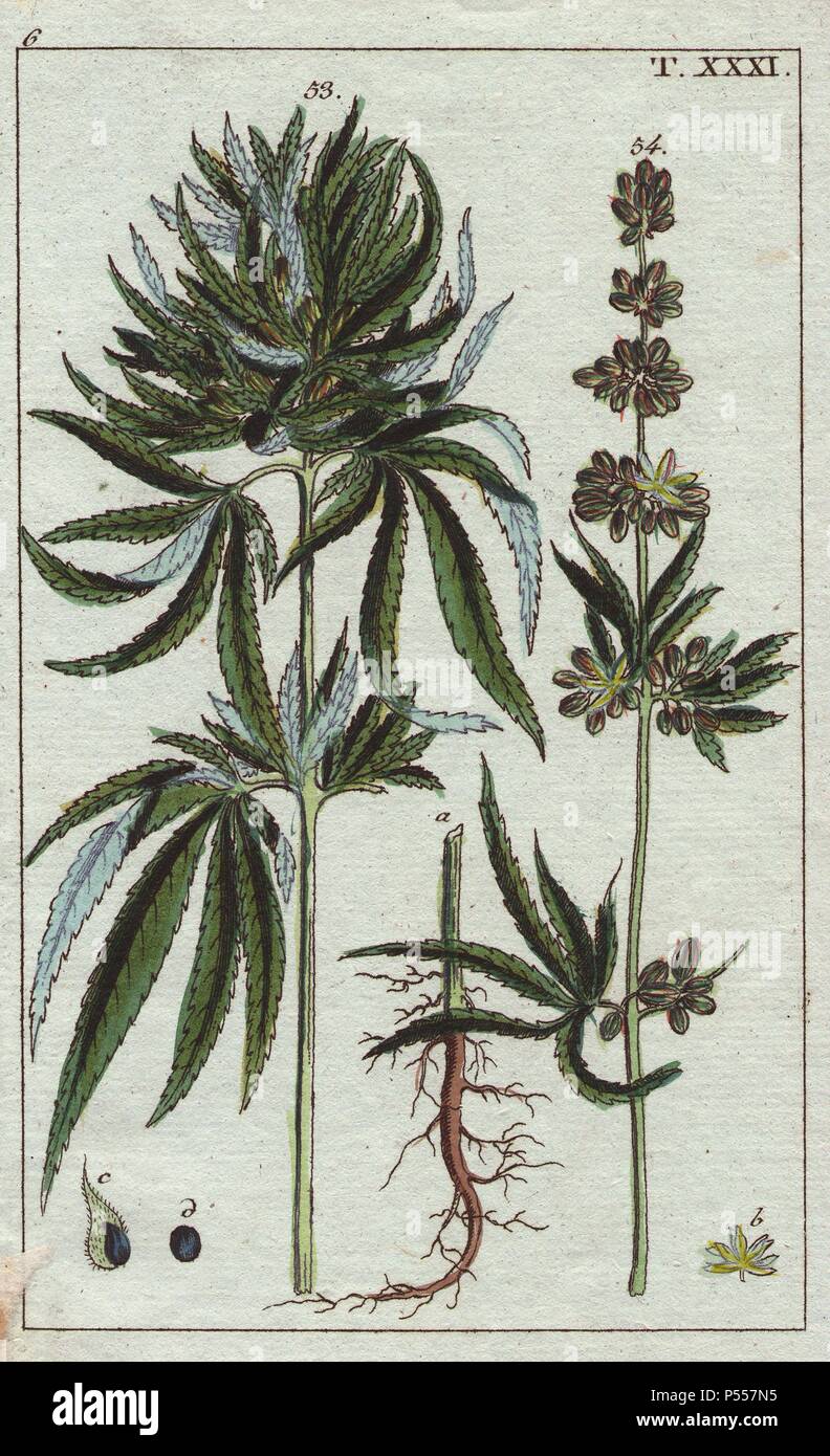 La Cannabis La cannabis sativa. Handcolored incisione su rame di una illustrazione botanica da G. T. Wilhelm 'Unterhaltungen aus der Naturgeschichte' (Enciclopedia di Storia Naturale), Vienna, 1816. Gottlieb Tobias Wilhelm (1758-1811) era un pastore bavarese e naturalista ad Augsburg, dove la prima edizione è stata pubblicata. Foto Stock