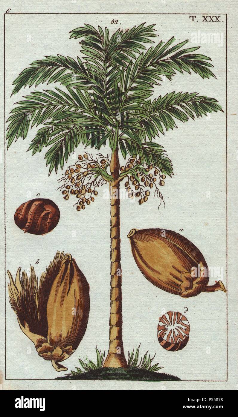 Noci di arec Palm tree o dado di noci di arec palm, noci di arec catecù. Handcolored incisione su rame di una illustrazione botanica da G. T. Wilhelm 'Unterhaltungen aus der Naturgeschichte' (Enciclopedia di Storia Naturale), Vienna, 1816. Gottlieb Tobias Wilhelm (1758-1811) era un pastore bavarese e naturalista ad Augsburg, dove la prima edizione è stata pubblicata. Foto Stock