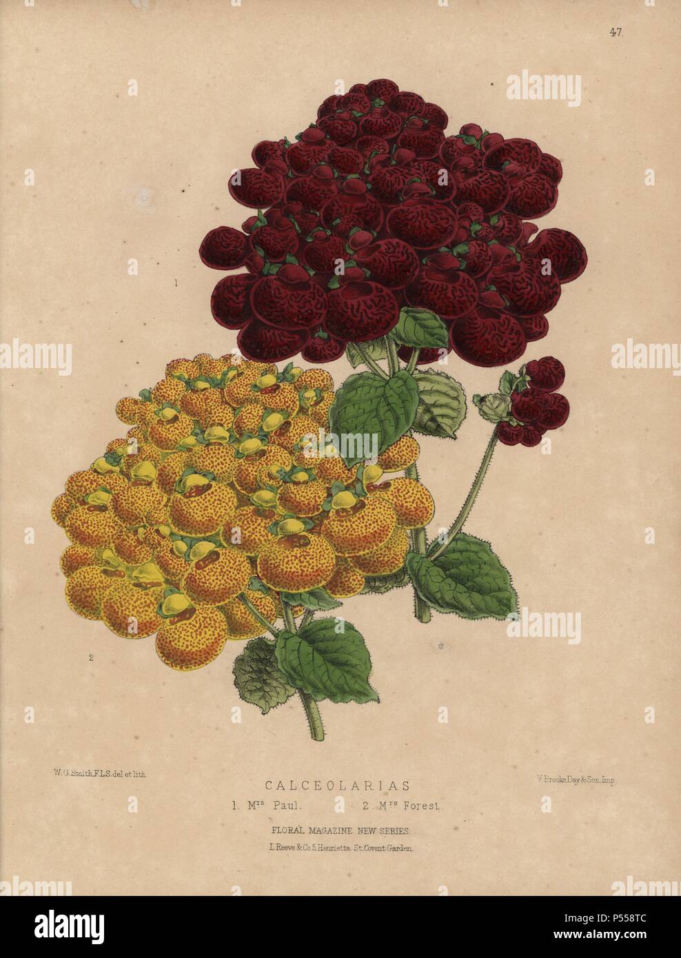 Giallo e rosso calceolarias . La sig.ra Paolo e la Sig.ra foresta. Botanico Handcolored disegnato e litografato di W.G. Smith dalla S.S. Dombrain 'Floral Magazine' 1872.. Worthington G. Smith (1835-1917), architetto, incisore e micologo. Smith illustrato anche 'Il Giardiniere di cronaca". Henry Honywood Dombrain (1818-1905), sacerdote giardiniere, è stato redattore del "Floral Magazine' dal 1862 al 1873. Foto Stock