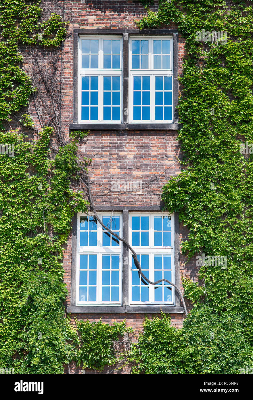 Verde edera a copertura della parete edilizia. Tonica immagine filtrata in stile instagram Foto Stock