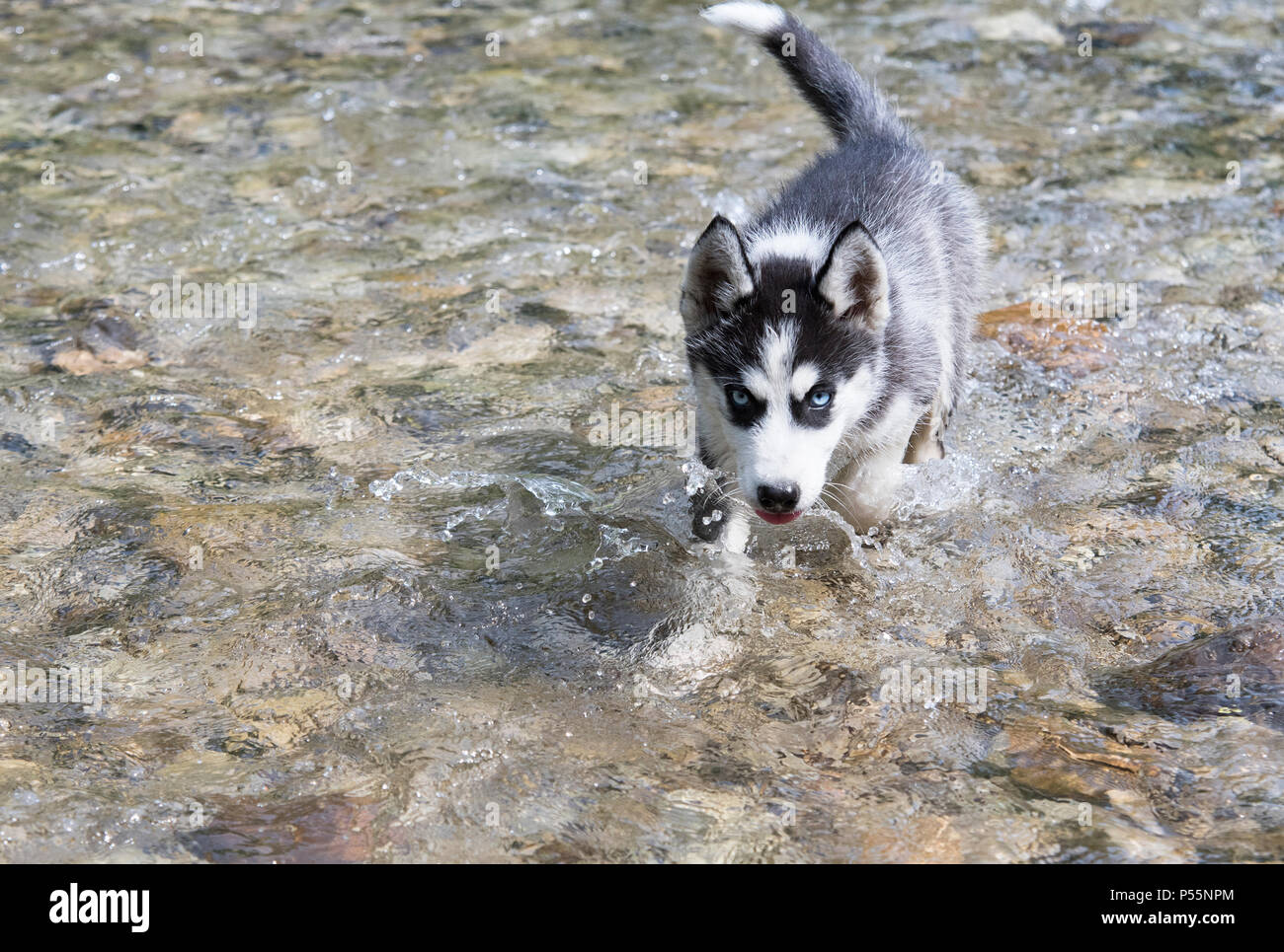 Husky cane corre veloce in acqua schizzava Foto Stock