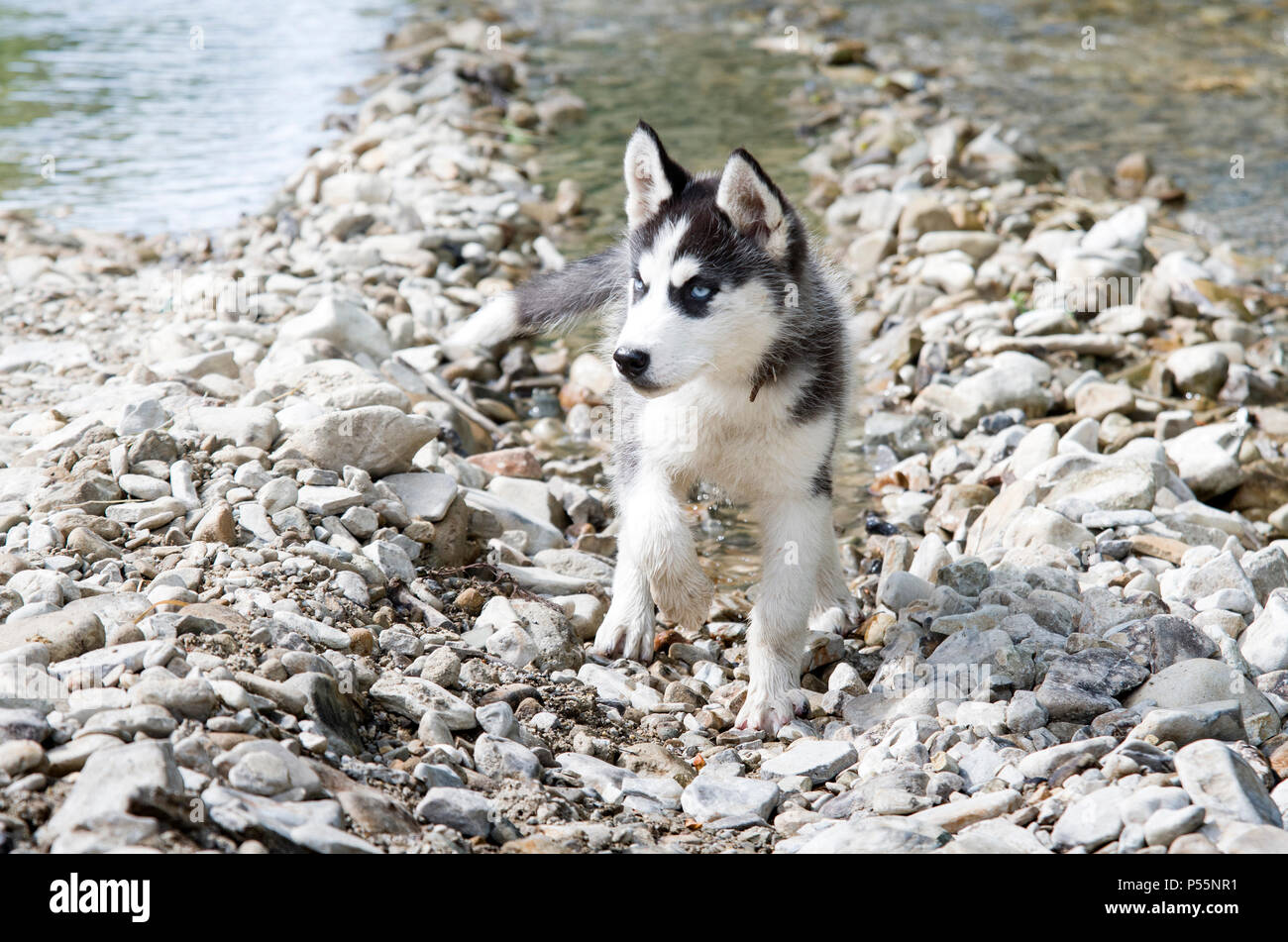 Husky cane corre veloce in acqua schizzava Foto Stock