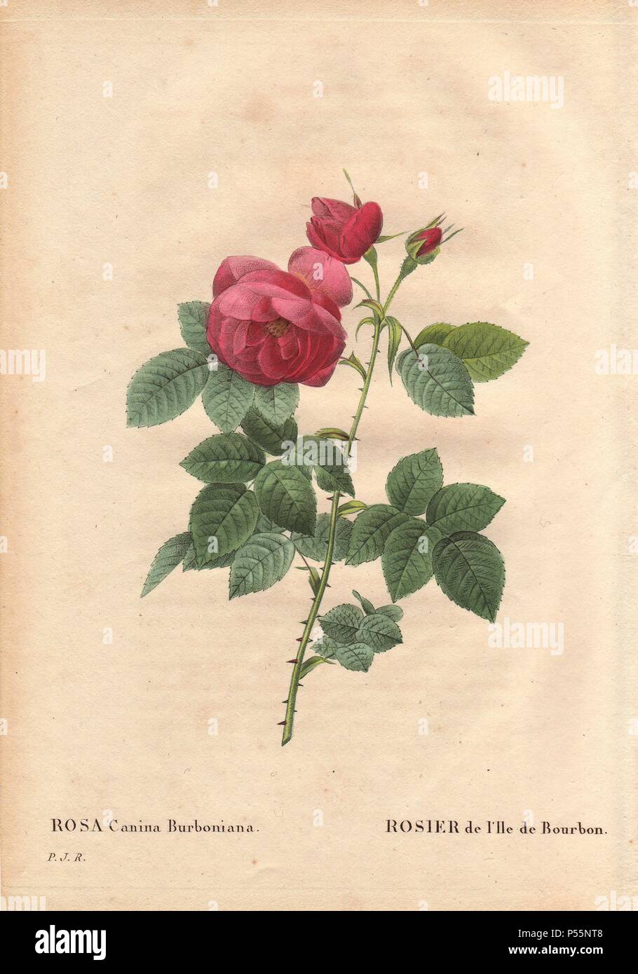 Bourbon rose, con grandi rosa e crimson blumi (Rosa canina burbonia).. . Rosier de l'Ile de Bourbon. Sollevate nel 1821 nei giardini di Neuilly, Francia, da Monsieur Jacques da semi importati dalla Íle de Bourbon.. . Colorate a mano, octavo-size da imbianchino incisione su rame di Pierre Joseph Redoute 'Les Roses" 1828. Foto Stock