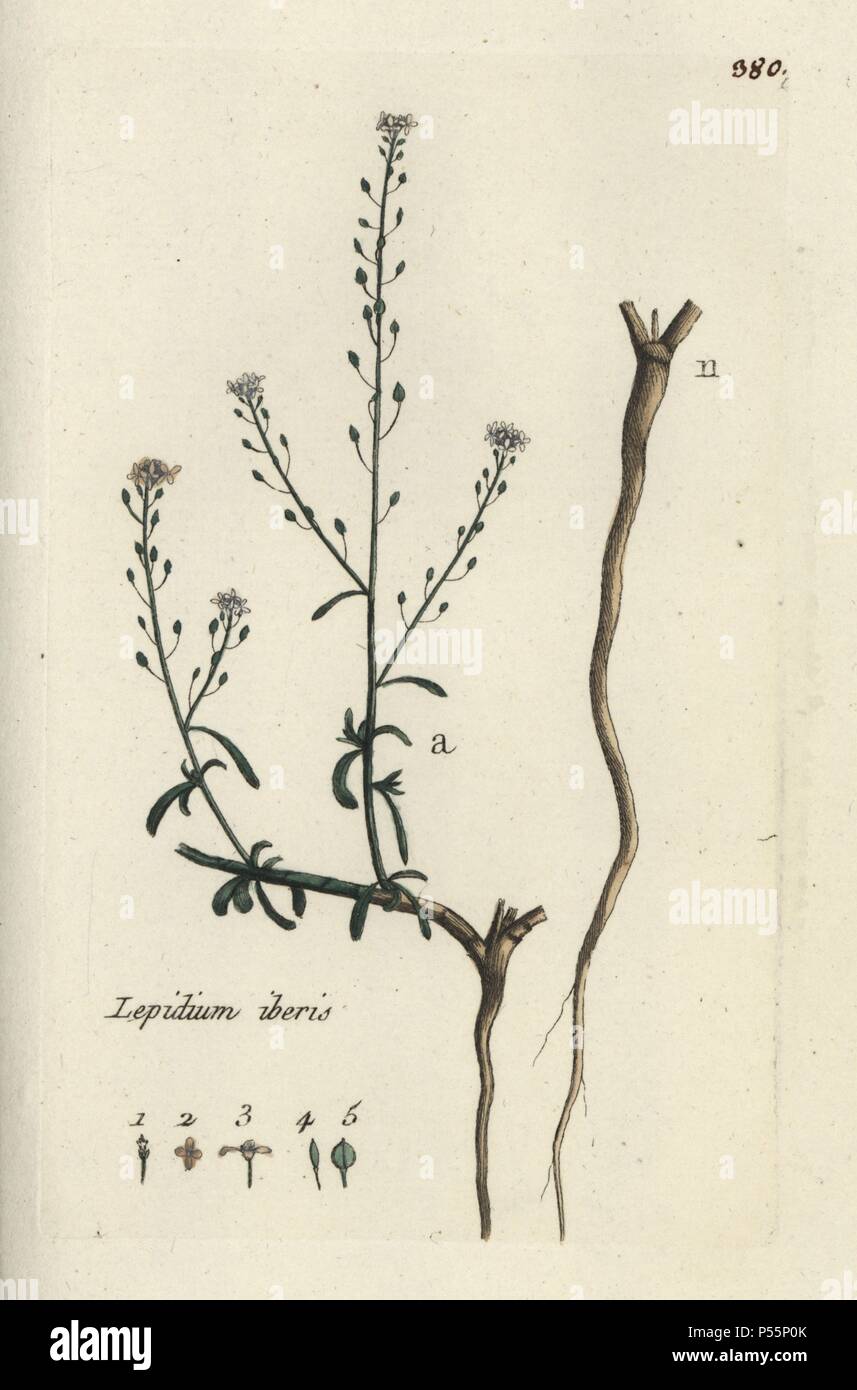 Erba-foglia, pepperwort Lepidium iberis. Botanico Handcolored disegnato e inciso da Pierre Bulliard dalla propria " Flora Parisiensis", 1776, Parigi, P. F. Didot. Pierre Bulliard (1752-1793) fu un famoso botanico francese che hanno sperimentato la tre-colore-piastra tecnica di stampa. La sua introduzione ai fiori di Parigi comprendeva 640 piante. Foto Stock