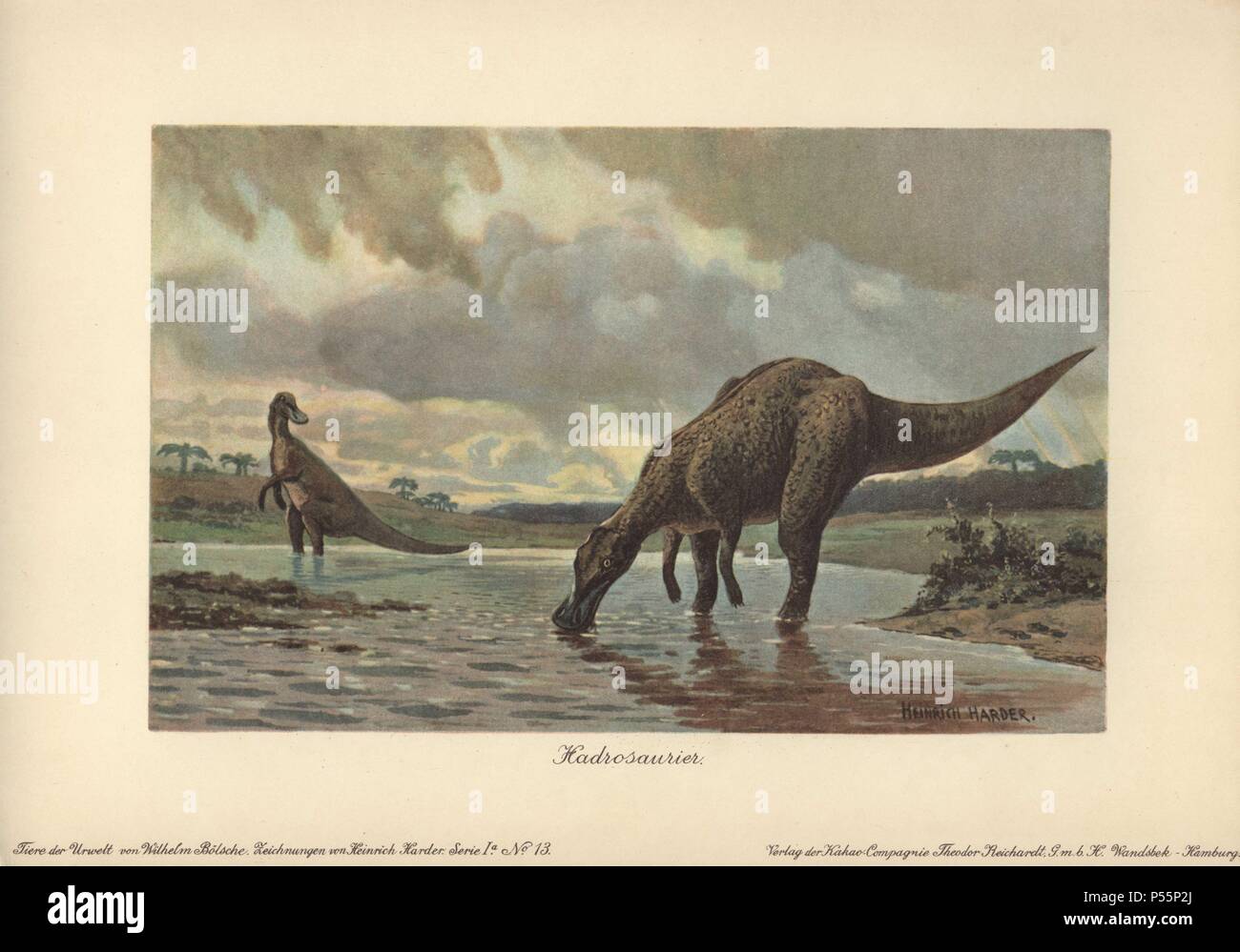 Hadrosaurs o anatra fatturati i dinosauri della famiglia Hadrosauridae erano dinosauri erbivori della parte superiore del periodo Cretaceo .. . Colore stampato illustrazione da Heinrich Harder da 'Tiere der Urwelt' animali del mondo preistorico, 1916 Amburgo. Heinrich Harder (1858-1935) era un tedesco artista dei paesaggi e illustratore di libri. Da una serie di epoca preistorica carte creatura pubblicato dalla Reichardt Cacao in azienda. Storico Naturale Wilhelm Bolsche ha scritto il testo descrittivo. Foto Stock