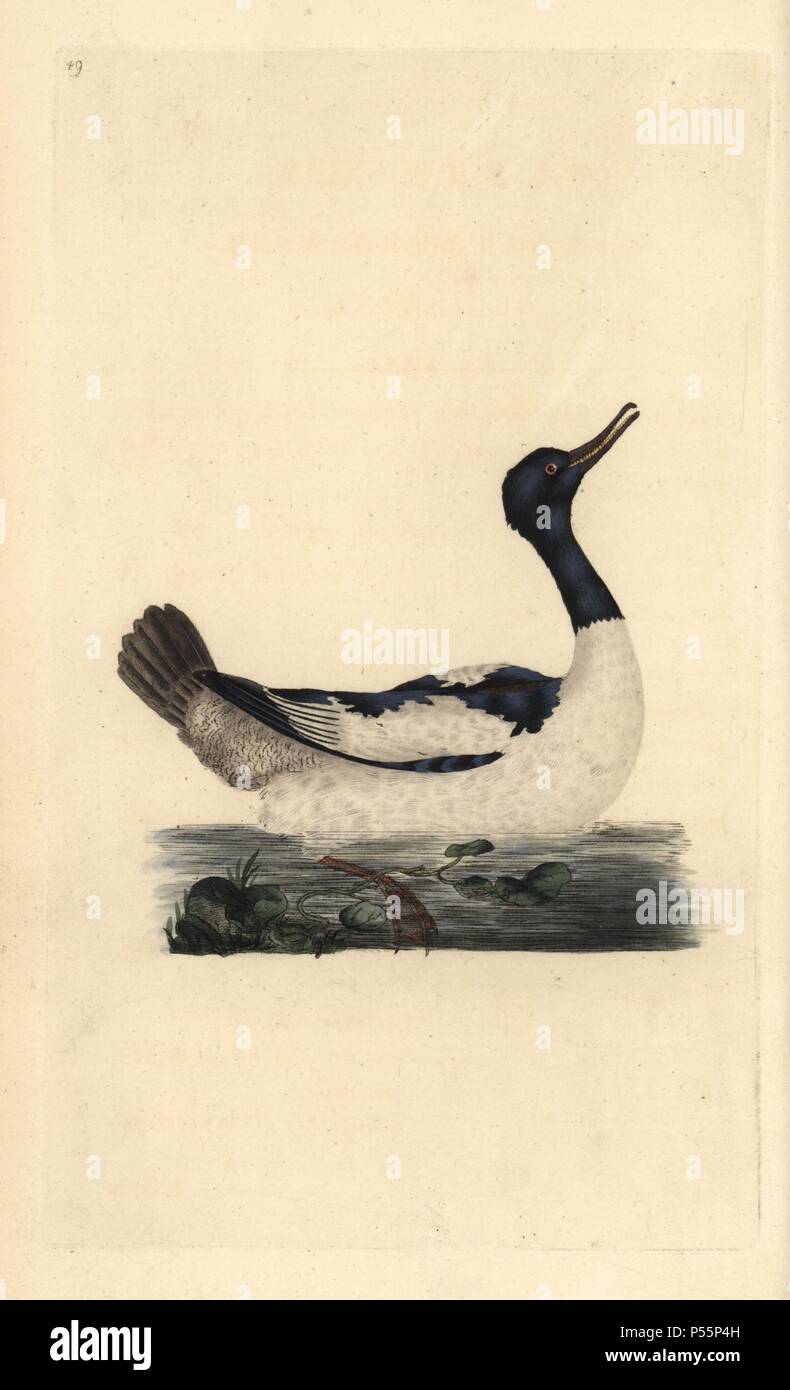 Smergo maggiore, Mergus merganser. Copperplate Handcolored disegnato e inciso da Edward Donovan dalla sua "Storia naturale di uccelli britannico", Londra, 1794-1819. Edward Donovan (1768-1837) era un dilettante anglo-irlandese dello zoologo, scrittore, artista ed incisore. Egli ha scritto ed illustrato una serie di volumi di uccelli, pesci e conchiglie di insetti, aprì il suo museo di storia naturale di Londra, ma in seguito cadde su hard times e morì senza un soldo. Foto Stock Smergo maggiore, Mergus merganser. Copperplate Handcolored disegnato e inciso da Edward Donovan dalla sua "Storia naturale di uccelli britannico", Londra, 1794-1819. Edward Donovan (1768-1837) era un dilettante anglo-irlandese dello zoologo, scrittore, artista ed incisore. Egli ha scritto ed illustrato una serie di volumi di uccelli, pesci e conchiglie di insetti, aprì il suo museo di storia naturale di Londra, ma in seguito cadde su hard times e morì senza un soldo. Foto Stock
