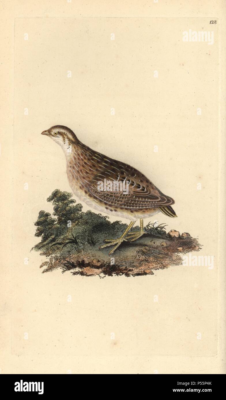 Comune, quaglia Coturnix coturnix. Copperplate Handcolored disegnato e inciso da Edward Donovan dalla sua "Storia naturale della British Uccelli' (1794-1819). Edward Donovan (1768-1837) era un dilettante anglo-irlandese dello zoologo, scrittore, artista ed incisore. Egli ha scritto ed illustrato una serie di volumi di uccelli, pesci e conchiglie di insetti, aprì il suo museo di storia naturale di Londra, ma in seguito cadde su hard times e morì senza un soldo. Foto Stock