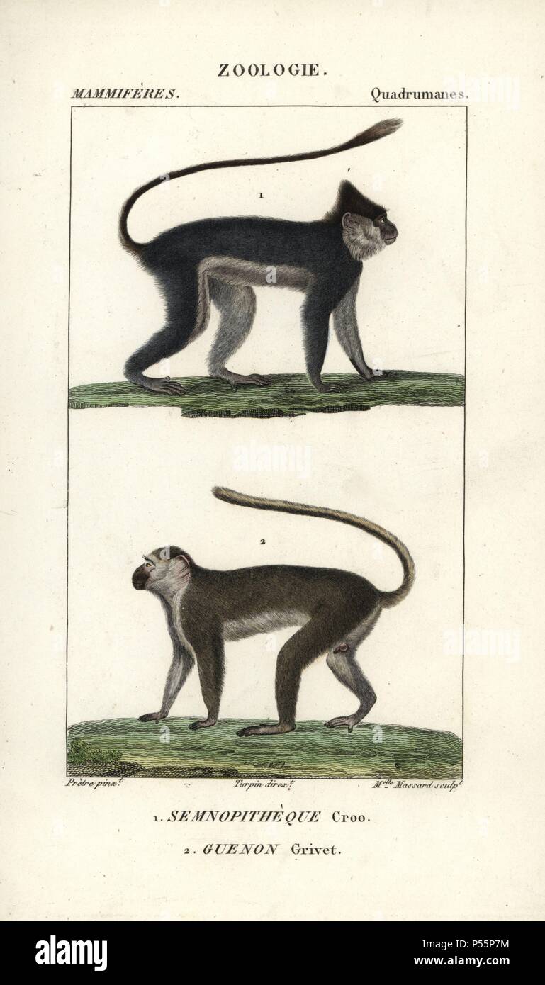 Lutung argenteo o langur, Trachypithecus cristatus, e grivet scimmia, Chlorocebus aethiops. Handcolored calcografia incisione imbianchini da Frederic Cuvier's 'dictionary di scienze naturali: mammiferi", Parigi, Francia, 1816. Illustrazione di J. G. Pretre, inciso da Miss Massard, diretta da Pierre Jean-Francois Turpin, e pubblicato da F.G. Levrault. Jean Gabriel Pretre (17801845) era pittore di storia naturale a Imperatrice Josephine's zoo e divenne in seguito un artista al Museo di Storia Naturale. Turpin (1775-1840) è considerato uno dei più grandi francese illustratori botanici del XIX centur Foto Stock