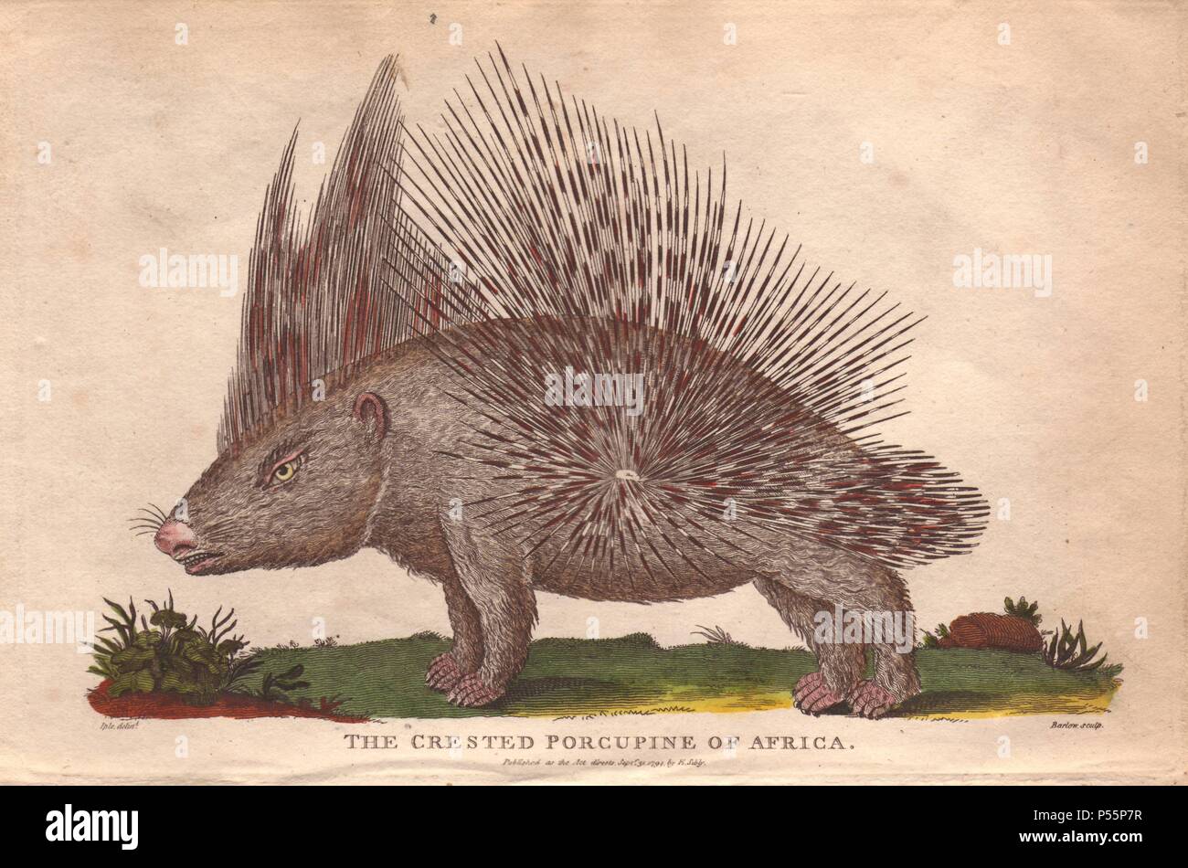 African istrice Atherurus africanus. . Colorate a mano incisione su rame da un disegno di Johann Ihle da Ebenezer Sibly "Sistema Universale di Storia Naturale" 1794. . . Il prolifico Sibly ha pubblicato il suo sistema universale di Storia Naturale nel 17941796 in cinque volumi che coprono i tre mondi naturali della fauna, flora e geologia. La serie incluse illustrazioni delle bestie mitiche come sukotyro e la sirenetta e bradipi raffigurato seduto a terra (invece di pendenti da alberi) e una femmina addomesticati Orang Utan indossando una bandana. Le incisioni erano da J. Pass, J. Foto Stock