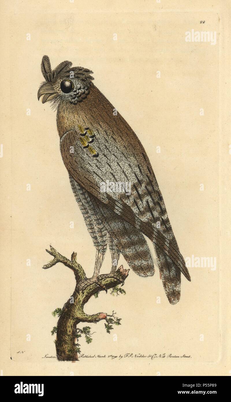 Almeno-cornuto civetta (nord del gufo comune). Strix pulchella (Asio otus?). Illustrazione firmato SN (George Shaw e Federico Nodder).. Handcolored incisione su rame da George Shaw e Federico Nodder 'del naturalista' Miscellanea 1790.. Frederick Polydore Nodder (1751~1801?) era un illustre storia naturale artista ed incisore. Nodder affinava il suo disegno lavorando su Captain Cook e Joseph Banks' Florilegium e incisione Sydney il morbo di Parkinson schizzi di piante australiane. Egli è stato reso "pittore botanico di Sua Maesta' Queen Charlotte nel 1785. Nodder ha anche richiamato la studi botanici in Thoma Foto Stock