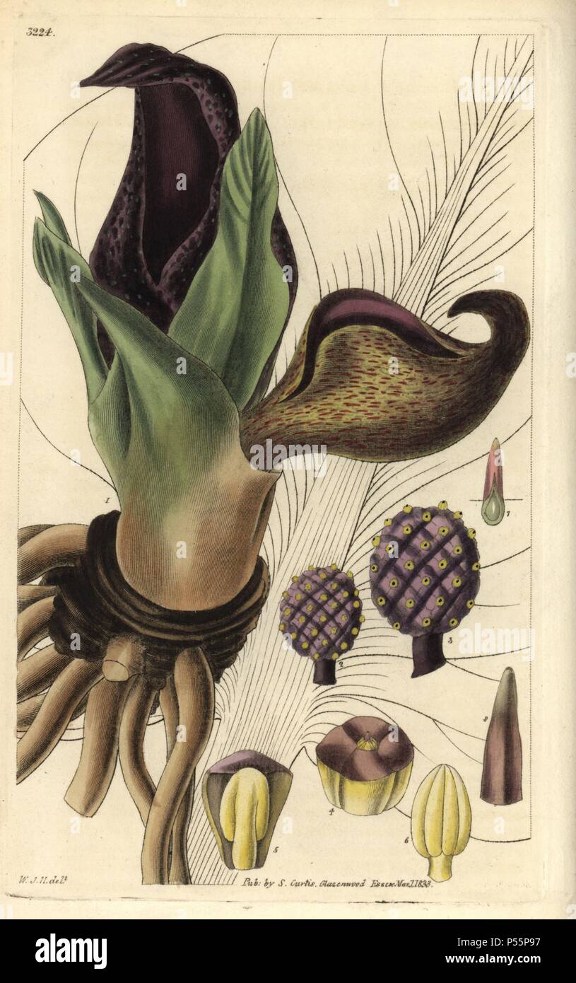 Eastern Skunk cavolo o skunk erbaccia, Symplocarpus foetidus. Illustrazione disegnata da William Jackson Hooker, inciso da Swan. Handcolored incisione su rame da William Curtis's "La rivista botanico", Samuel Curtis, 1833. Hooker (1785-1865) era un botanico inglese, scrittore e artista. Egli è stato Regius Professor di Botanica dell'Università di Glasgow, e editor di Curtis' 'Botanical Magazine' dal 1827 al 1865. Nel 1841, fu nominato direttore del Giardino Botanico Reale di Kew, gli succedette il figlio Giuseppe Dalton. Hooker documentato la felce e orchidee crepe come pure che ha scosso l'Inghilterra nella metà- Foto Stock