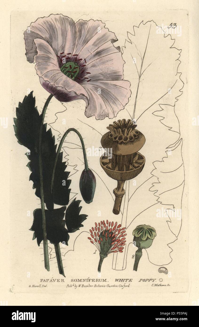 Bianco o di papavero da oppio, Papaver somniferum. Handcolored incisione su rame da un disegno di G. Havell da William Baxter's "British Phaenogamous botanica" 1834. Lo scozzese William Baxter (1788-1871) è stato il curatore della Oxford Botanic Garden dal 1813 al 1854. Foto Stock