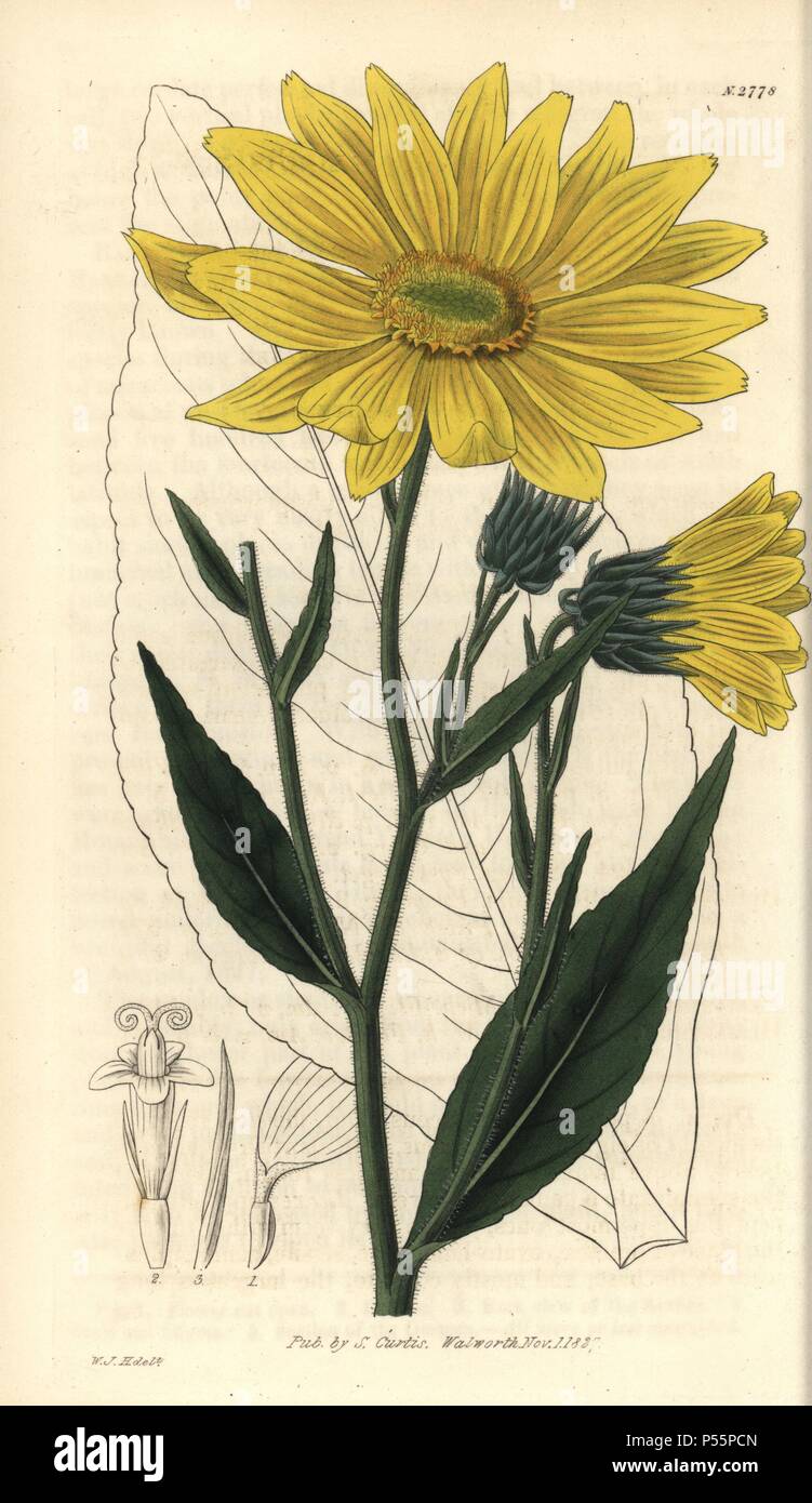 Helianthus pubescens . . Illinois girasole con vivaci fiore giallo, dal sud degli Stati Uniti di noi.. . Illustrazione di WJ Hooker, inciso da Swan. Handcolored incisione su rame da William Curtis's "il Botanical Magazine' 1827.. . William Jackson Hooker (1785-1865) era un botanico inglese, scrittore e artista. Egli è stato Regius Professor di Botanica dell'Università di Glasgow, e editor di Curtis's "Botanical Magazine' dal 1827 al 1865. Nel 1841, fu nominato direttore del Giardino Botanico Reale di Kew, gli succedette il figlio Giuseppe Dalton. Hooker documentato la felce e orchidee cra Foto Stock