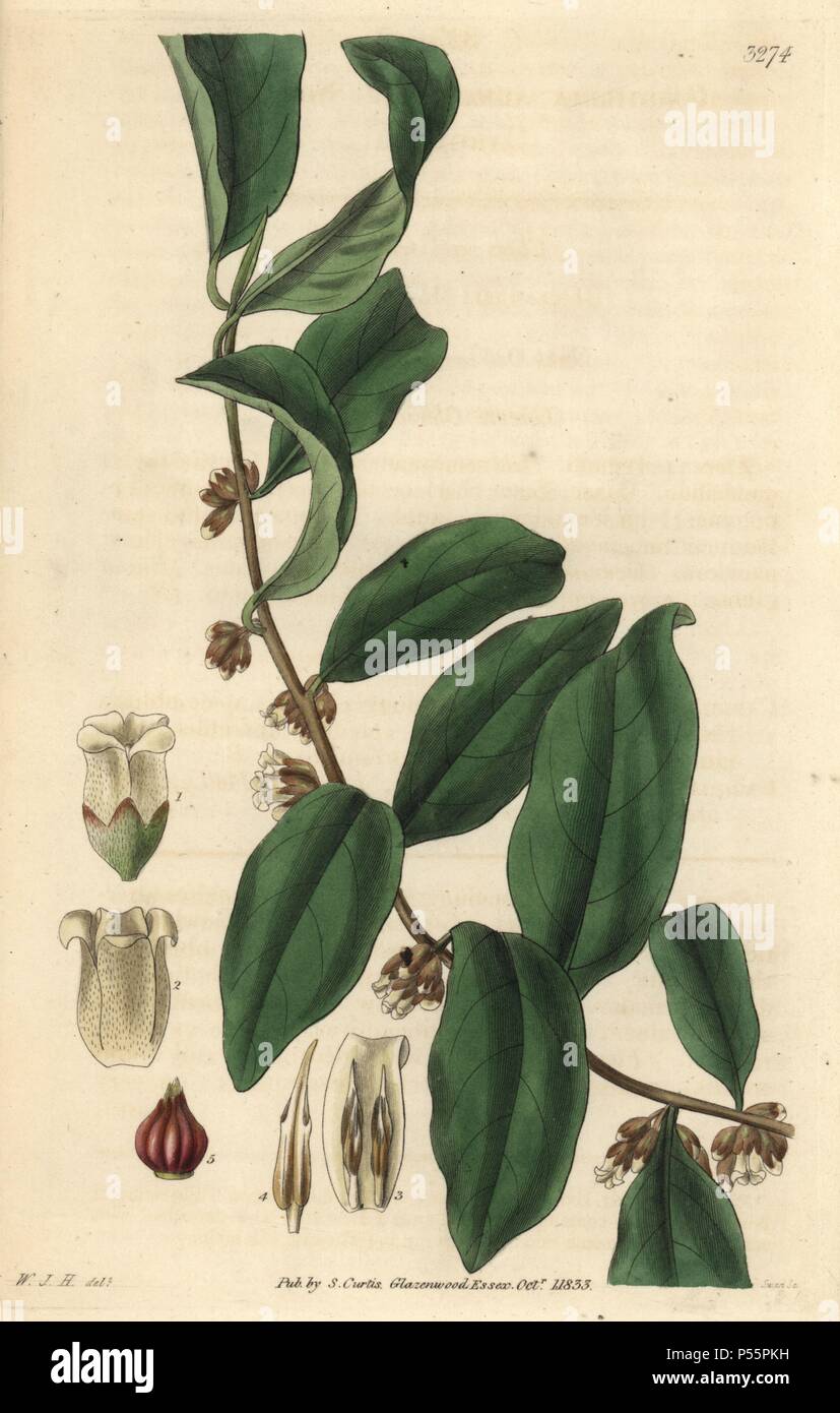 Prugna nera o gialla, persimmon Diospyros australis o Cargillia australis. Illustrazione disegnata da William Jackson Hooker, inciso da Swan. Handcolored incisione su rame da William Curtis's "La rivista botanico", Samuel Curtis, 1833. Hooker (1785-1865) era un botanico inglese, scrittore e artista. Egli è stato Regius Professor di Botanica dell'Università di Glasgow, e editor di Curtis' 'Botanical Magazine' dal 1827 al 1865. Nel 1841, fu nominato direttore del Giardino Botanico Reale di Kew, gli succedette il figlio Giuseppe Dalton. Hooker documentato la felce e orchidee crepe come pure che ha scosso Eng Foto Stock