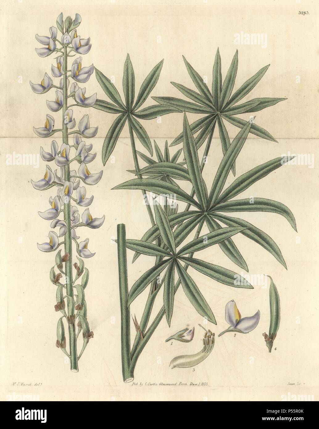 Annoso, lupino Lupinus incanus o Lupinus albescens. Illustrazione disegnata da William Jackson Hooker, inciso da Swan. Handcolored incisione su rame da William Curtis's "La rivista botanico", Samuel Curtis, 1833. Hooker (1785-1865) era un botanico inglese, scrittore e artista. Egli è stato Regius Professor di Botanica dell'Università di Glasgow, e editor di Curtis' 'Botanical Magazine' dal 1827 al 1865. Nel 1841, fu nominato direttore del Giardino Botanico Reale di Kew, gli succedette il figlio Giuseppe Dalton. Hooker documentato la felce e orchidee crepe come pure che ha scosso l'Inghilterra nella metà del XIX sec. Foto Stock