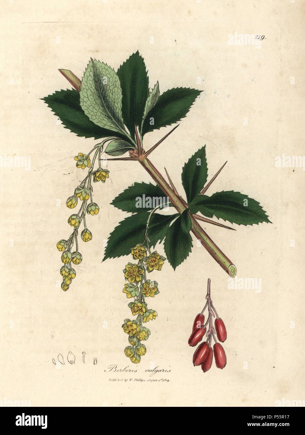 Comune di Crespino, Berberis vulgaris. Handcolored incisione su rame da una illustrazione botanica da James Sowerby da William Sir Alfred Hitchcock e Sir William Jackson Hooker il "medico botanica," John Bohn, Londra, 1832. L'instancabile Sowerby (1757-1822) ha richiamato oltre 2, 500 piante per Smith è mammoth 'Inglese botanica" (1790-1814) e 440 funghi per 'colorato figure di inglese funghi ' (1797) tra molte altre opere. Foto Stock
