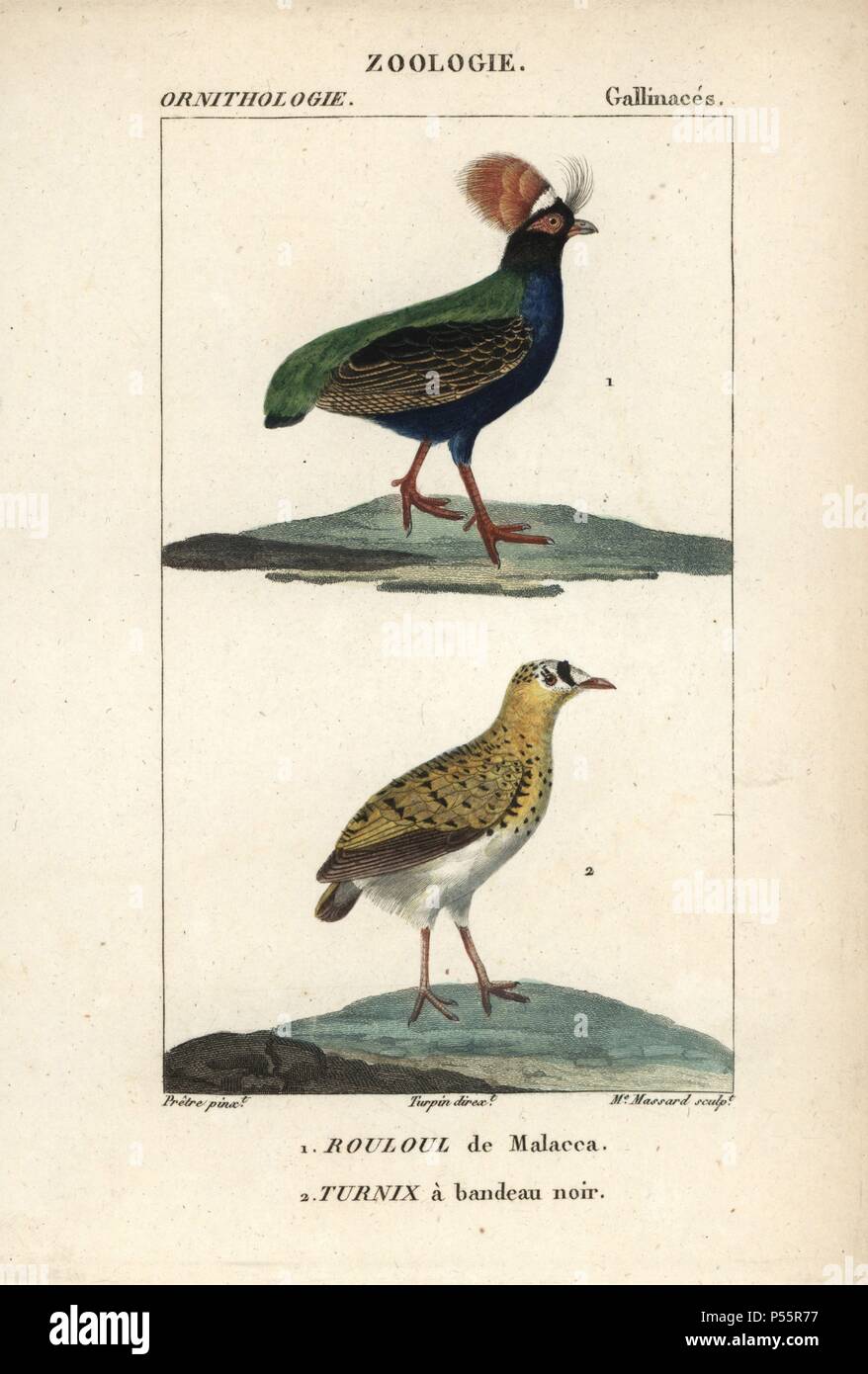 Crestato pernice, Rollulus rouloul e Madagascar plover, Charadrius thoracicus (vulnerabili). Handcolored calcografia incisione imbianchini da Dumont de Sainte-Croix's 'dictionary di scienze naturali: Ornitologia", Parigi, Francia, 1816-1830. Illustrazione di J. G. Pretre, inciso da Madame Massard, diretta da Pierre Jean-Francois Turpin, e pubblicato da F.G. Levrault. Jean Gabriel Pretre (17801845) era pittore di storia naturale a Imperatrice Josephine's zoo e divenne in seguito un artista al Museo di Storia Naturale. Turpin (1775-1840) è considerato uno dei maggiori botanici francese illustrato Foto Stock