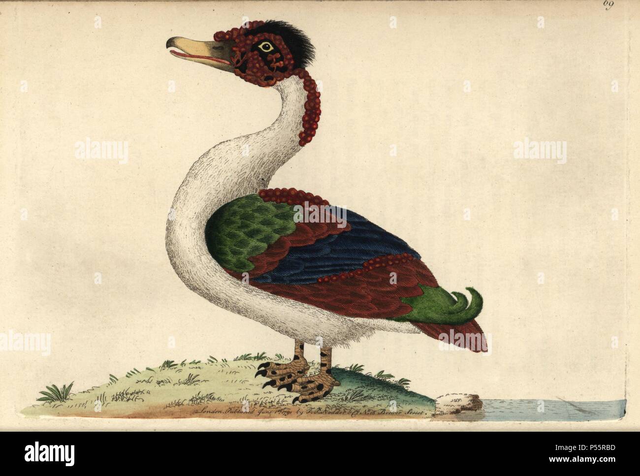 Merian Anatra Anas Merianae Un Ibrido Tra L Anatra Muta Cairina Moschata Interne E Al Germano