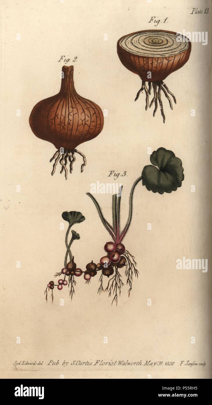Le radici della cipolla Allium cepa e prato sassifraga Saxifraga granulata. Handcolored incisione su rame di una illustrazione botanica da Sydenham Edwards per William Curtis's "lezioni di botanica, come espresso nel Giardino Botanico a Lambeth," 1805. Edwards (1768-1819) fu l'artista di migliaia di tavole botaniche di Curtis' 'Botanical Magazine' e il suo 'Registro botanico.". Foto Stock