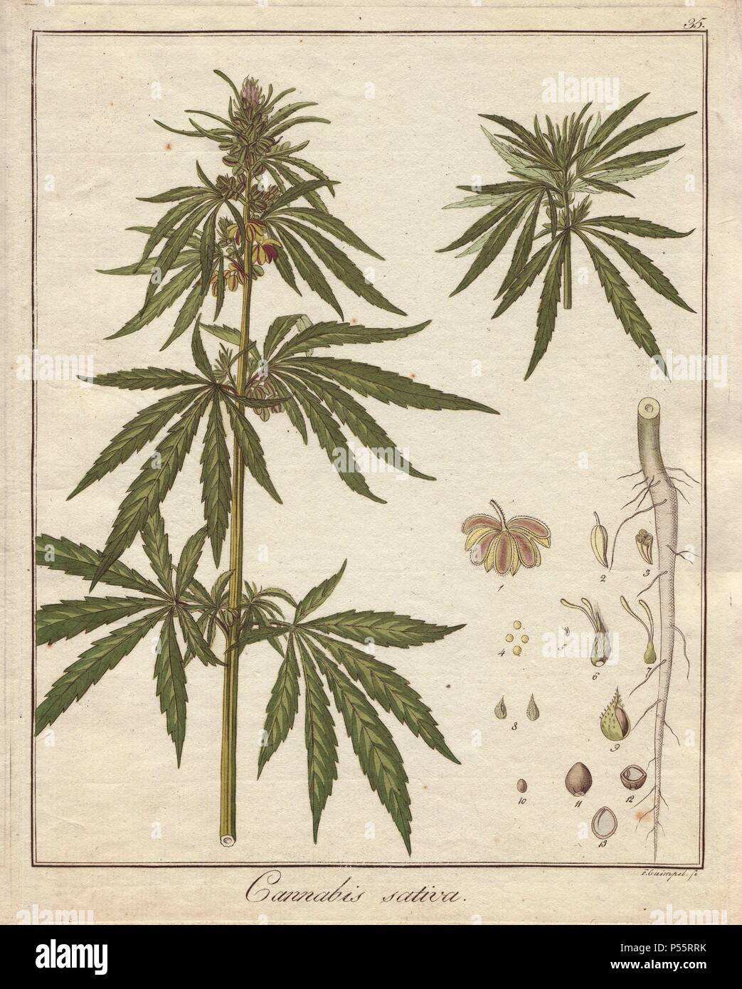 Pianta di Cannabis La cannabis sativa. Handcolored incisione su rame dal Dr.  Friedrich Gottlob Hayne 'Getreue Darstellung und Beschreibung der in der  Arzneykunde Gebrauchilchen Gewachse" (Medico botanica), Berlino, 1822.  Hayne (1763-1832) era