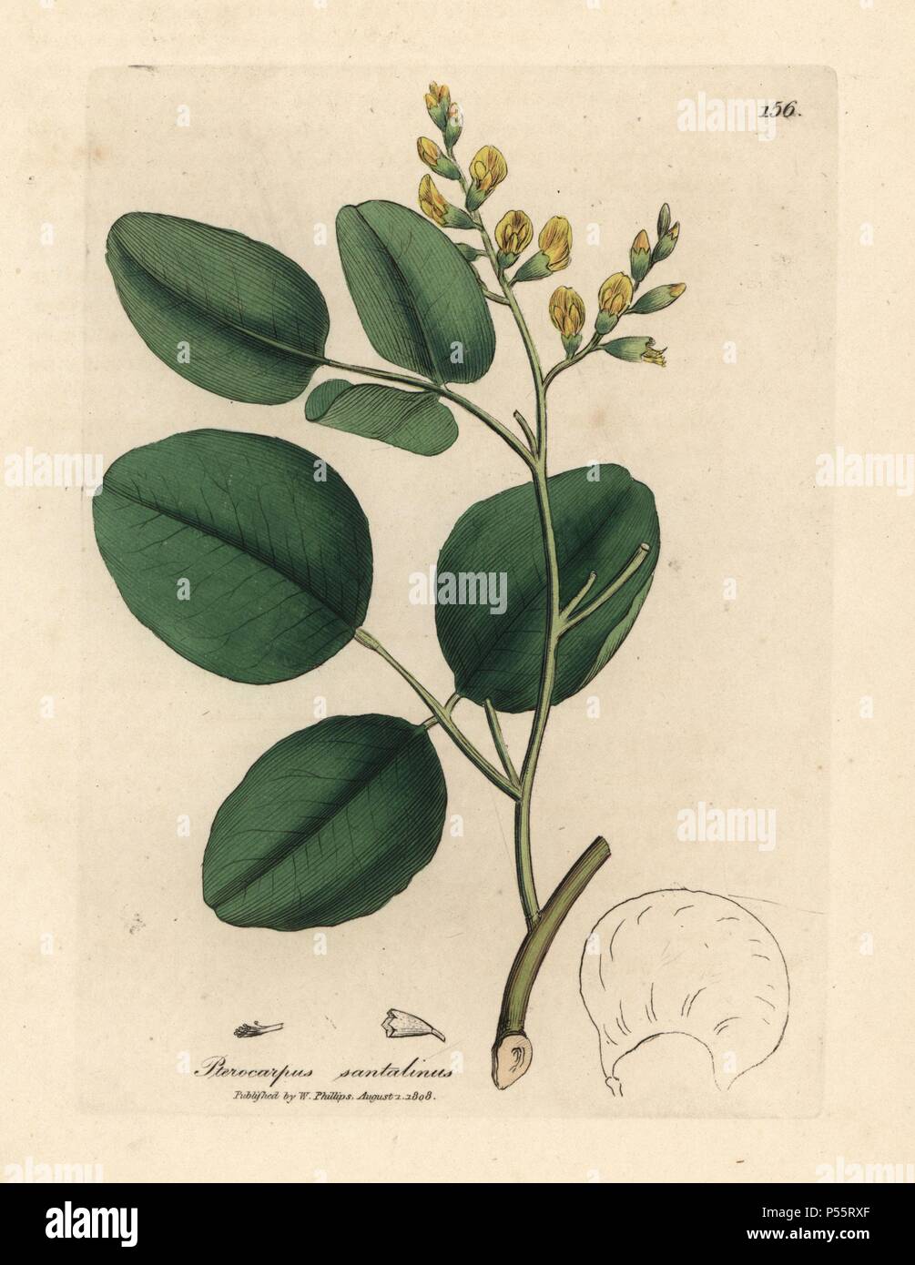 Del legno di sandalo rosso, Pterocarpus santalinus. Handcolored incisione su rame da una illustrazione botanica da James Sowerby da William Sir Alfred Hitchcock e Sir William Jackson Hooker il "medico botanica," John Bohn, Londra, 1832. L'instancabile Sowerby (1757-1822) ha richiamato oltre 2, 500 piante per Smith è mammoth 'Inglese botanica" (1790-1814) e 440 funghi per 'colorato figure di inglese funghi ' (1797) tra molte altre opere. Foto Stock