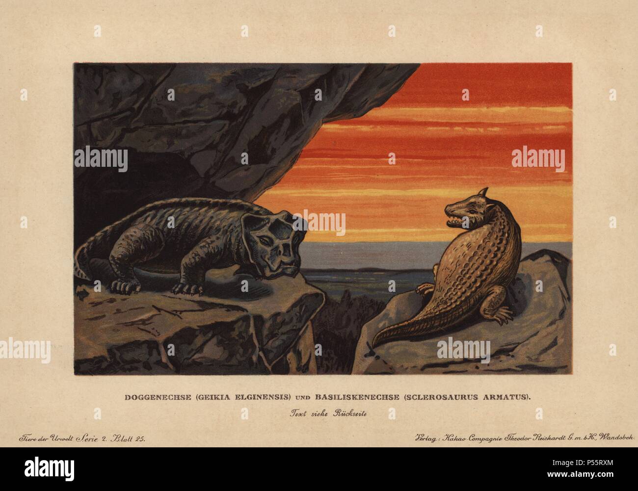 Geikia elginensis, estinto genere di non mammiferi synapsid e Sclerosaurus armatus, estinto genere di sauropsid. Colore stampato (chromolithograph) illustrazione da F. John da 'Tiere der Urwelt' animali del mondo preistorico, 1910, Amburgo. Da una serie di epoca preistorica carte creatura pubblicato dalla Reichardt Cacao in azienda. Foto Stock