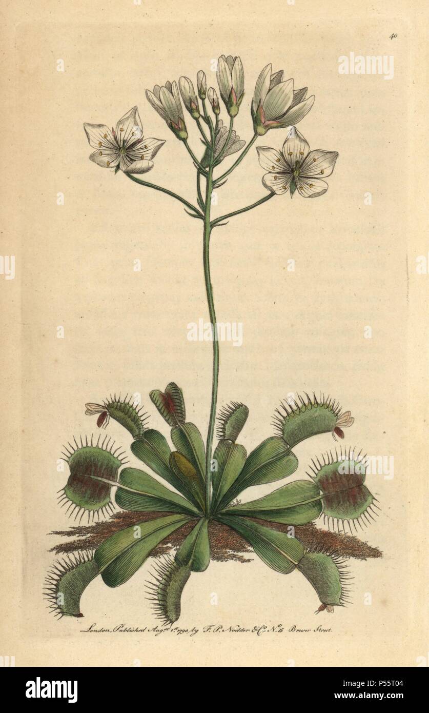 Venus Flytrap Dionaea Muscipula Pianta Carnivora Con Fiori Di Colore Bianco E Rosa Foglie Che Cattura