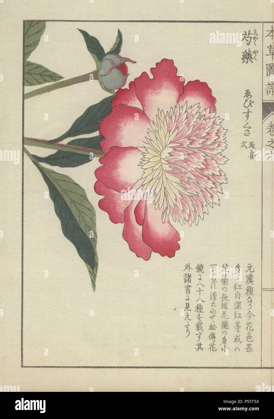 Unico grande peonia con dei fiori rosa e petali di colore bianco e giallo e rosa frilled center. Un round crimson peonia bud circa di Bloom. Paeonia. Shakuyaku.. Stampato a colori woodblock incisione di Kan'en Iwasaki da 'Honzo Zufu", una guida illustrata per piante medicinali, 1884. La Iwasaki (1786-1842) era un giapponese botanico, entomologo e zoologo. Egli è stato uno dei primi botanici giapponesi per incorporare la conoscenza occidentale nei suoi studi. Foto Stock