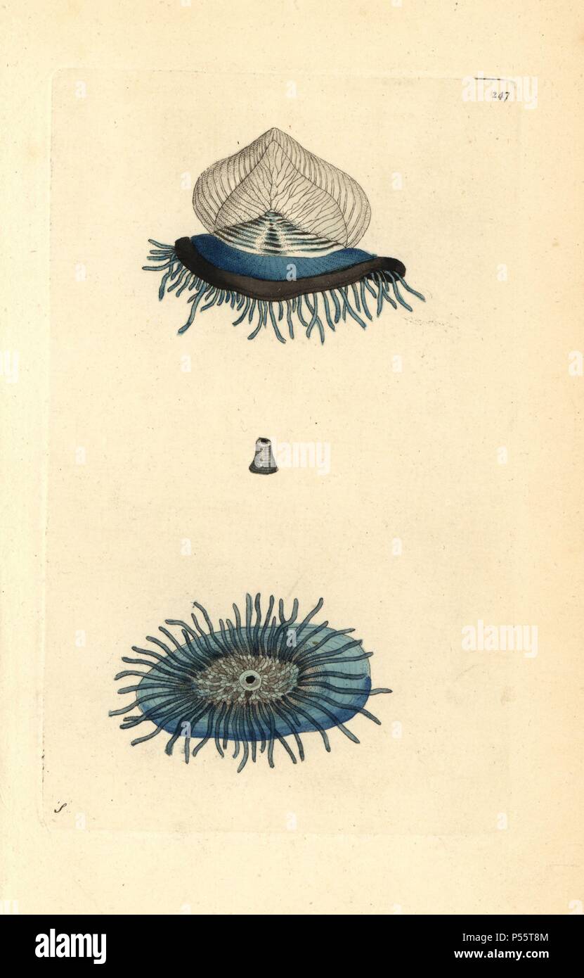 Dai-wind sailor, viola la vela, piccola vela, Velella velella. Illustrazione firmato S (George Shaw).. Handcolored incisione su rame da George Shaw e Federico Nodder 'del naturalista' Miscellanea 1796.. Frederick Polydore Nodder (17511801?) era un illustre storia naturale artista ed incisore. Nodder affinava il suo disegno lavorando su Captain Cook e Joseph Banks' Florilegium e incisione Sydney il morbo di Parkinson schizzi di piante australiane. Egli è stato reso "pittore botanico di Sua Maesta' Queen Charlotte nel 1785. Nodder ha anche richiamato la studi botanici in Thomas Martyn la Flora Rustica (1792) Foto Stock