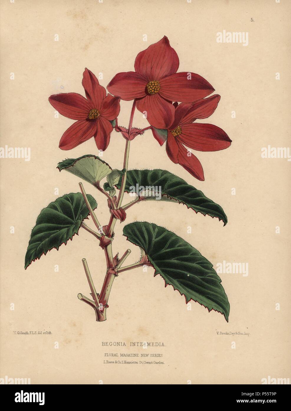 Scarlet begonia intermedia . Botanico Handcolored disegnato e litografato di W.G. Smith dalla S.S. Dombrain 'Floral Magazine' 1872.. Worthington G. Smith (1835-1917), architetto, incisore e micologo. Smith illustrato anche 'Il Giardiniere di cronaca". Henry Honywood Dombrain (1818-1905), sacerdote giardiniere, è stato redattore del "Floral Magazine' dal 1862 al 1873. Foto Stock