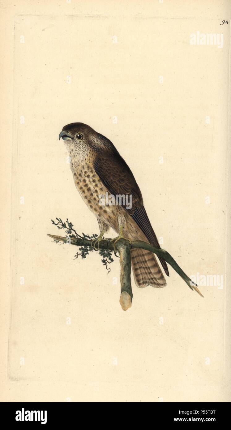 Merlin, Falco columbarius. Copperplate Handcolored disegnato e inciso da Edward Donovan dalla sua "Storia naturale di uccelli britannico", Londra, 1794-1819. Edward Donovan (1768-1837) era un dilettante anglo-irlandese dello zoologo, scrittore, artista ed incisore. Egli ha scritto ed illustrato una serie di volumi di uccelli, pesci e conchiglie di insetti, aprì il suo museo di storia naturale di Londra, ma in seguito cadde su hard times e morì senza un soldo. Foto Stock