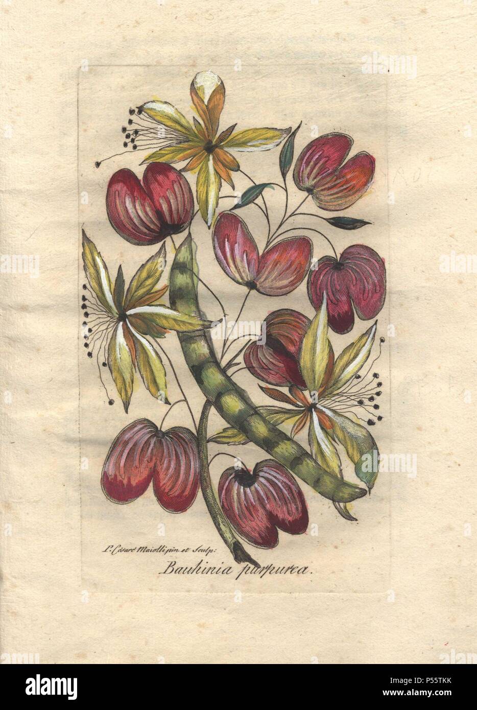 Orchidea viola albero o uomo povero orchidea (Bauhinia purpurea). . Handcolored incisione su rame da Majoli da John Hill's "Decennio di curiosi e eleganti alberi e piante" (1786). Esso era stato inizialmente pubblicato a Londra nel 1773. La nuova edizione aveva 10 colorate a mano tavole botaniche da P. Maioli (Majoli) incisi da Giuseppe Bianchi e raffigurati piante insolite come lanciatore carnivore piante e Venus flytraps per la prima volta. Foto Stock