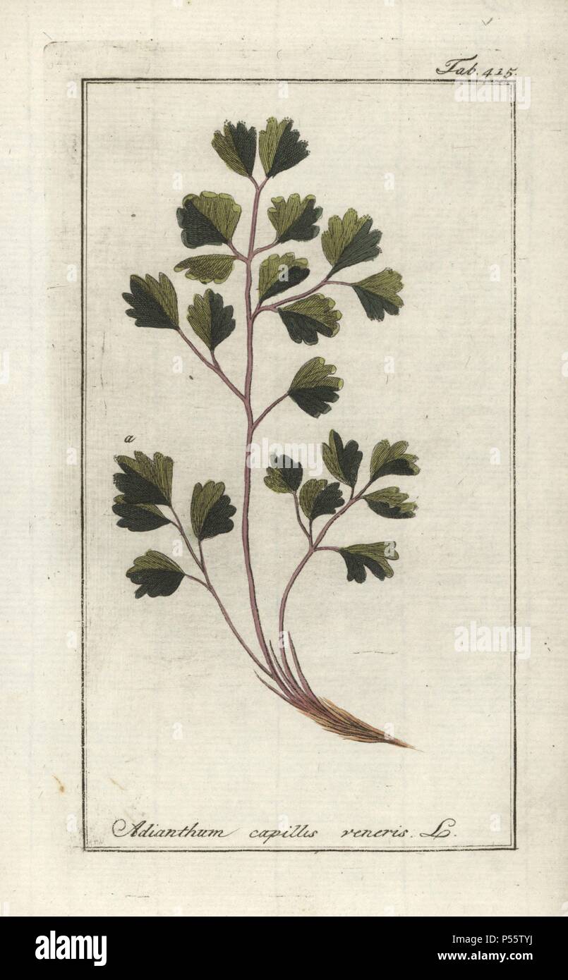 Capelli di Venere, felce Adiantum capillus-veneris. Handcolored calcografia incisione botanica da Johannes Zorn "Afbeelding der Artseny-Gewassen", Jan Christiaan Sepp, Amsterdam, 1796. Zorn pubblicato per la prima volta il suo medico illustrato botanica di Norimberga nel 1780 con 500 lastre ed una versione olandese seguita nel 1796 pubblicato da J.C. Sepp con un ulteriore 100 piastre. Zorn (1739-1799) era un tedesco il farmacista e botanico che ha raccolto le piante medicinali provenienti da tutta Europa per il suo "Icones plantarum medicinalium' per oncia e medici. Foto Stock