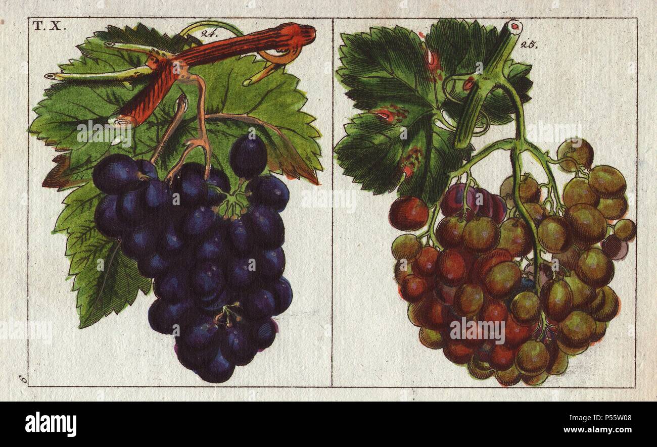 Blu e uve bianche, Vitis vinifera. Handcolored incisione su rame di una illustrazione botanica da G. T. Wilhelm 'Unterhaltungen aus der Naturgeschichte' (Enciclopedia di Storia Naturale), Vienna, 1816. Gottlieb Tobias Wilhelm (1758-1811) era un pastore bavarese e naturalista ad Augsburg, dove la prima edizione è stata pubblicata. Foto Stock