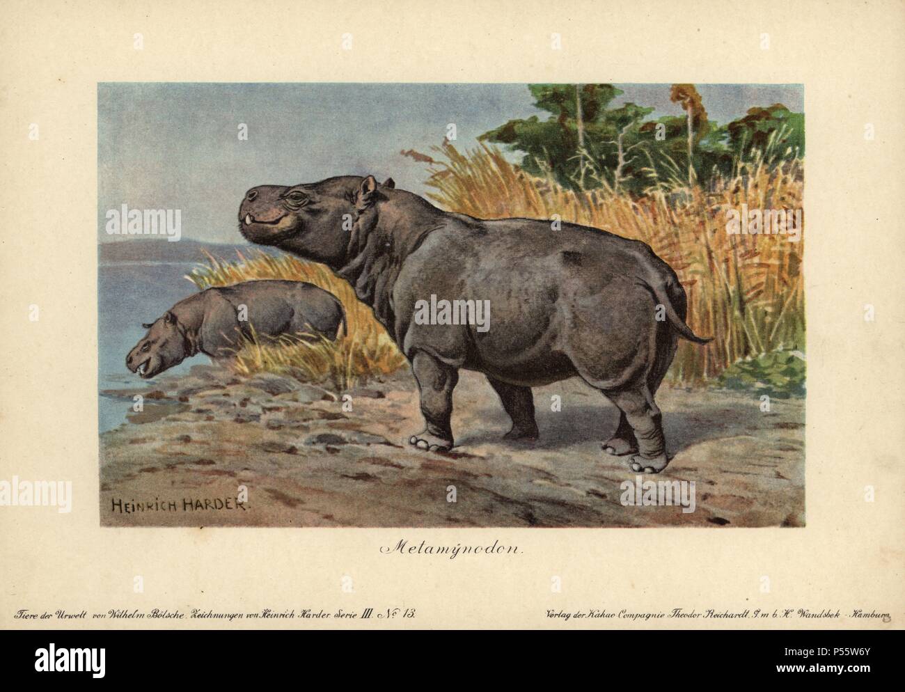 Metamynodon, estinto genere di amynodont perissodactyls quella vissuta dall'Eocene agli inizi del Miocene epoch. Colore stampato (chromolithograph) illustrazione da Heinrich Harder da 'Tiere der Urwelt' animali del mondo preistorico, 1916 Amburgo. Heinrich Harder (1858-1935) era un tedesco artista dei paesaggi e illustratore di libri. Da una serie di epoca preistorica carte creatura pubblicato dalla Reichardt Cacao in azienda. Storico Naturale Wilhelm Bolsche ha scritto il testo descrittivo. Foto Stock