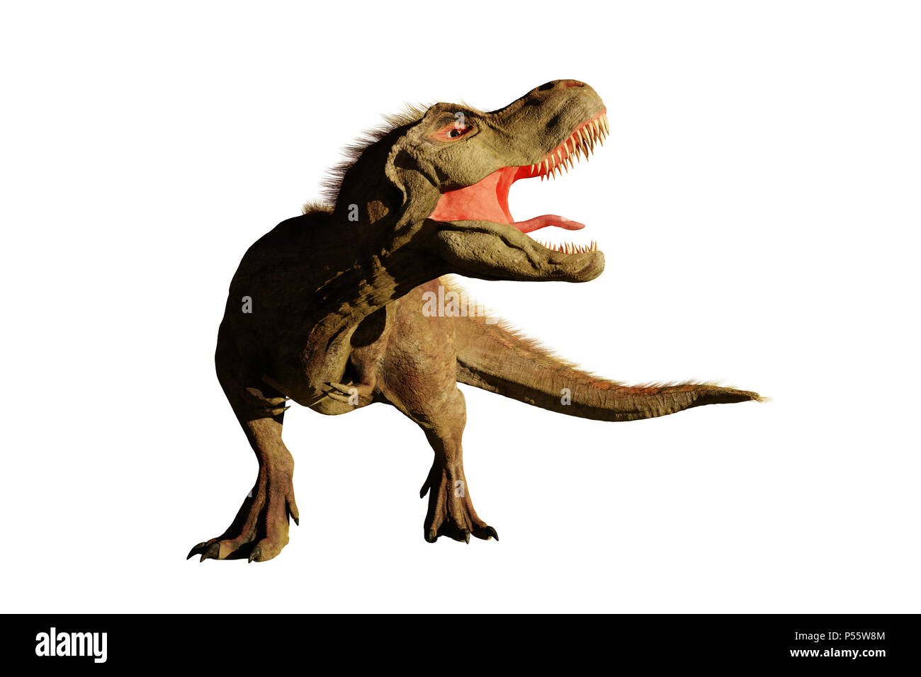 Tyrannosaurus rex ruggito, T dinosauro Rex (3d rendering isolati su sfondo bianco) Foto Stock