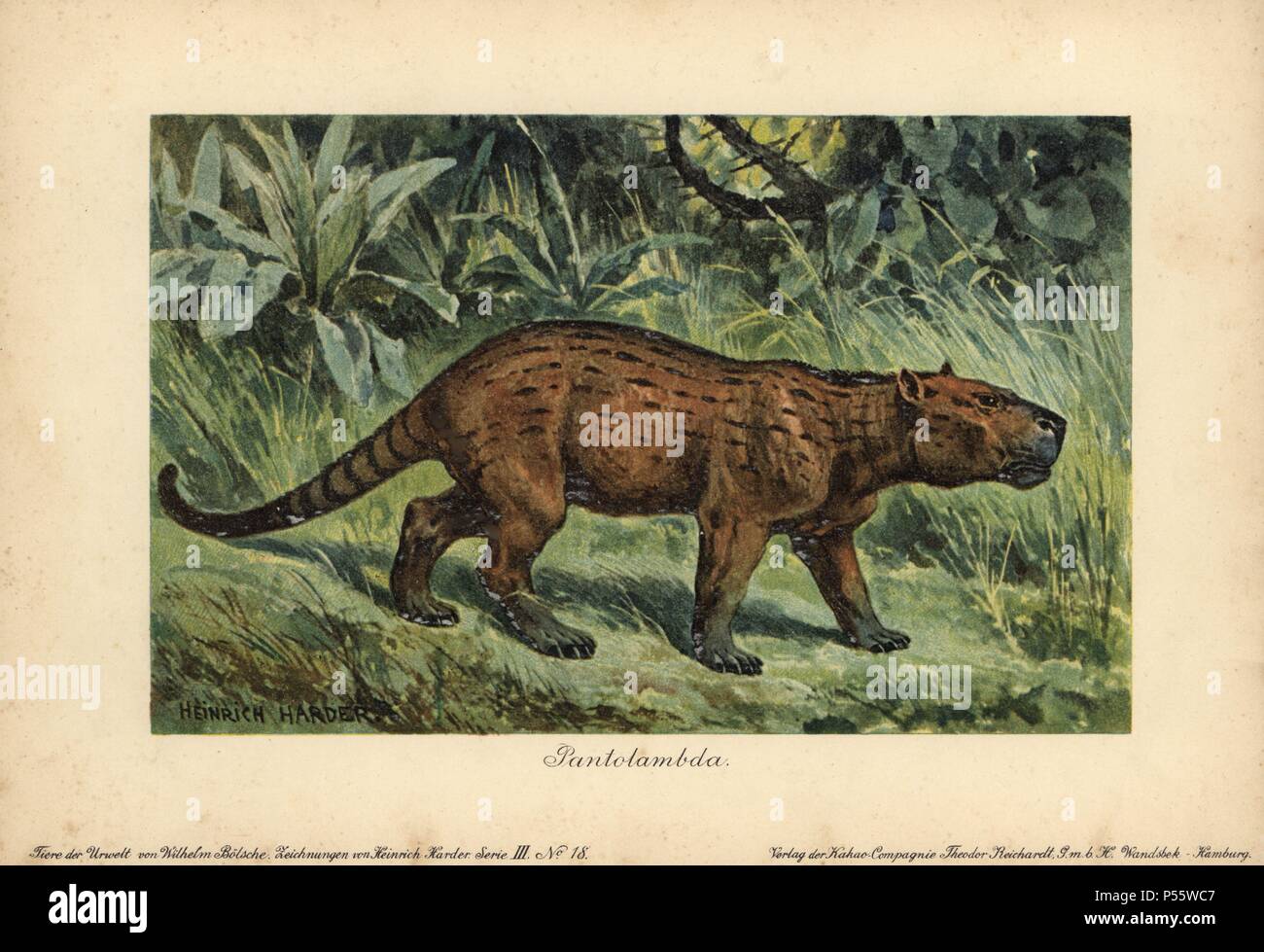 Pantolambda, un genere estinto di Paleocene pantodont mammifero. Colore stampato (chromolithograph) illustrazione da Heinrich Harder da 'Tiere der Urwelt' animali del mondo preistorico, 1916 Amburgo. Heinrich Harder (1858-1935) era un tedesco artista dei paesaggi e illustratore di libri. Da una serie di epoca preistorica carte creatura pubblicato dalla Reichardt Cacao in azienda. Storico Naturale Wilhelm Bolsche ha scritto il testo descrittivo. Foto Stock