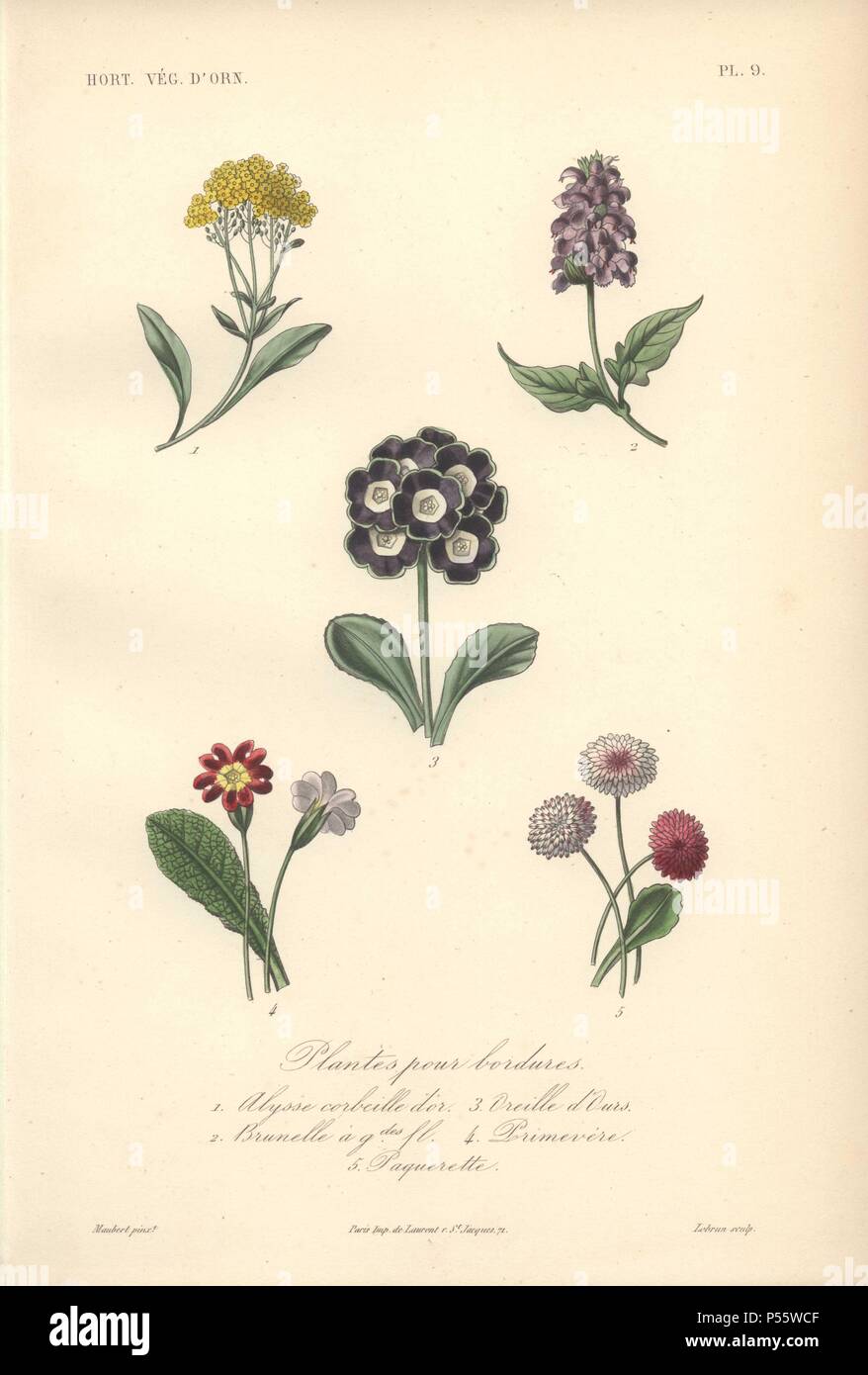 Cinque Impianti di confine: golden queen (Alyssum saxatile), grandi self-guarire (Prunella grandiflora), primula (Primula), spicchio di rosa o di garofano (Dianthus caryophyllus) e margherite (Bellis perennis).. Plantes Pour Bordures: 1) Alysse Corbeille d'o 2) Brunelle 3) Primevere 4) Oeillet des Fleuristes 5) Paquerette. Litografia Handcolored da Edouard Maubert per Herincq 'Le Regne Vegetal" (1865). Foto Stock