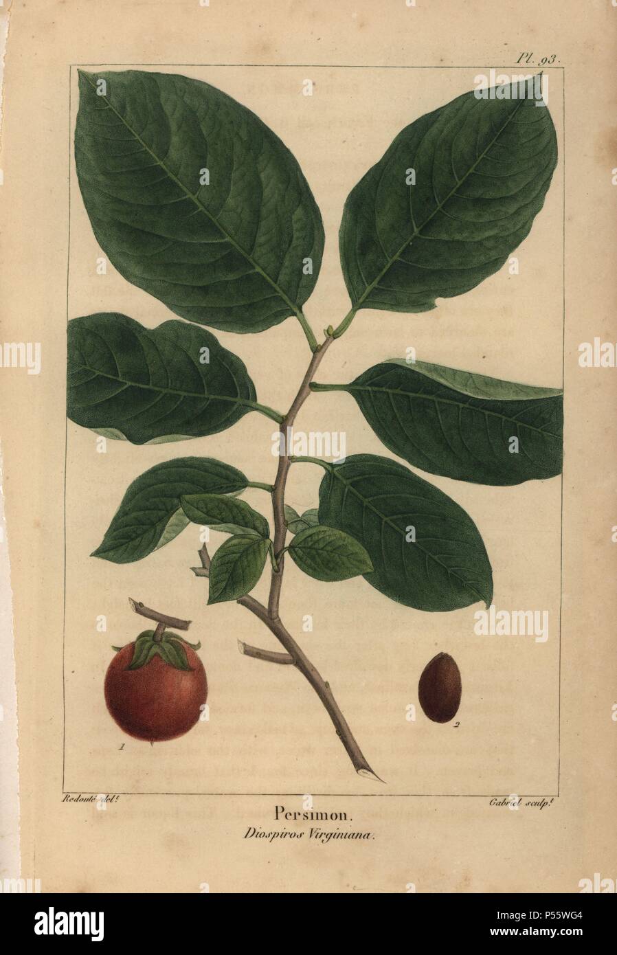 Foglie e frutti e sementi di cachi albero, Dispyros virginiana. Imbianchini Handcolored incisione da un illustrazione botanica da Redoute, inciso su rame di Gabriel, da Francois Andre Michaux "North American Sylva", Philadelphia, 1857. Botanico francese Michaux (1770-1855) esplorato l'America e il Canada nel 1785 catalogare i suoi alberi nativi. Foto Stock