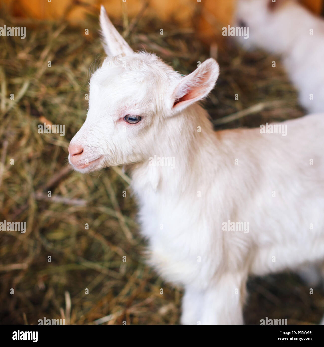 Il bianco e il simpatico baby capre in un granaio. Piccole capre nel fieno. Foto Stock