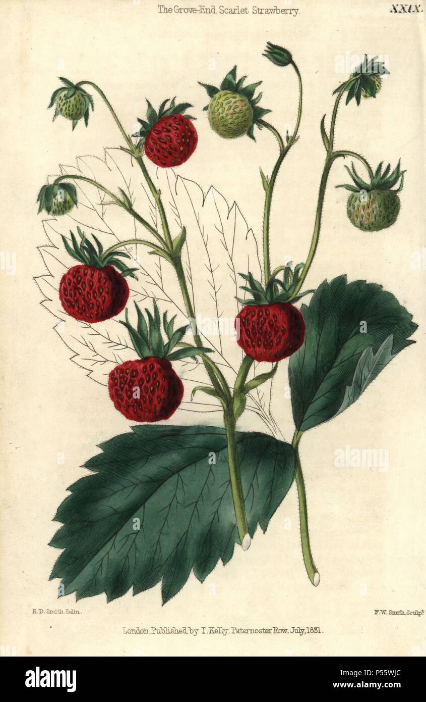 Mature e frutta verde di Grove fine Scarlet Fragola, Fragaria x ananassa. Colorate a mano illustrazione da Edwin Dalton Smith incisi da F.W. Smith da Charles McIntosh 'Flora e Pomona' 1829. McIntosh (1794-1864) era un giardiniere scozzese di aristocratici europei e royalty, e autore di molti libri sul giardinaggio. D.e. Smith è stato un artista botanico che ha richiamato per Robert dolce, Maund Benjamin, ecc. Foto Stock