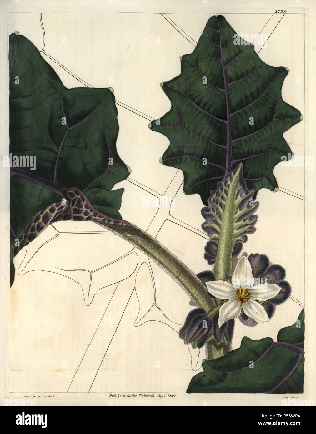 A angolare lasciato roverella solanum o naranjilla, con attraenti deep verde e viola il fogliame. . Solanum quitense. . Illustrazione di WJ Hooker, inciso da Swan. Handcolored incisione su rame da William Curtis's "il Botanical Magazine' 1827.. . William Jackson Hooker (1785-1865) era un botanico inglese, scrittore e artista. Egli è stato Regius Professor di Botanica dell'Università di Glasgow, e editor di Curtis' 'Botanical Magazine' dal 1827 al 1865. Nel 1841, fu nominato direttore del Giardino Botanico Reale di Kew, gli succedette il figlio Giuseppe Dalton. Hooker documentato la felce e orchidee Foto Stock