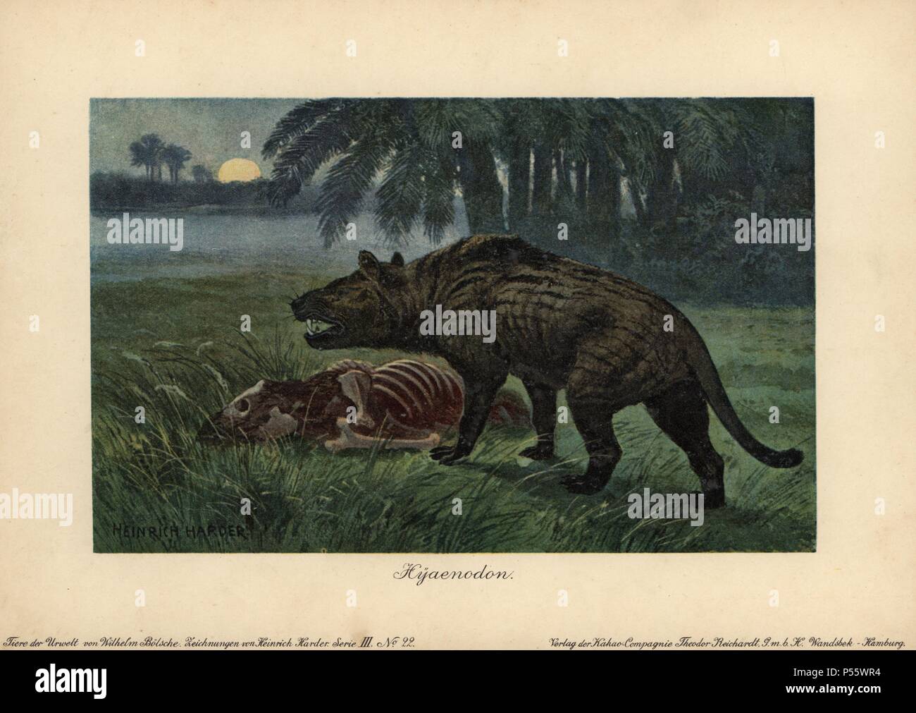 Hyaenodon, estinto genere dei carnivori creodonts. Colore stampato (chromolithograph) illustrazione da Heinrich Harder da 'Tiere der Urwelt' animali del mondo preistorico, 1916 Amburgo. Heinrich Harder (1858-1935) era un tedesco artista dei paesaggi e illustratore di libri. Da una serie di epoca preistorica carte creatura pubblicato dalla Reichardt Cacao in azienda. Storico Naturale Wilhelm Bolsche ha scritto il testo descrittivo. Foto Stock