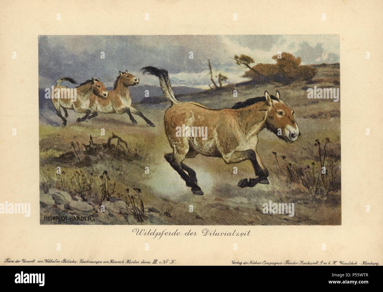 Cavalli selvaggi dell'epoca Diluvial, estinto genere di Equus ferus. Colore stampato (chromolithograph) illustrazione da Heinrich Harder da 'Tiere der Urwelt' animali del mondo preistorico, 1916 Amburgo. Heinrich Harder (1858-1935) era un tedesco artista dei paesaggi e illustratore di libri. Da una serie di epoca preistorica carte creatura pubblicato dalla Reichardt Cacao in azienda. Storico Naturale Wilhelm Bolsche ha scritto il testo descrittivo. Foto Stock